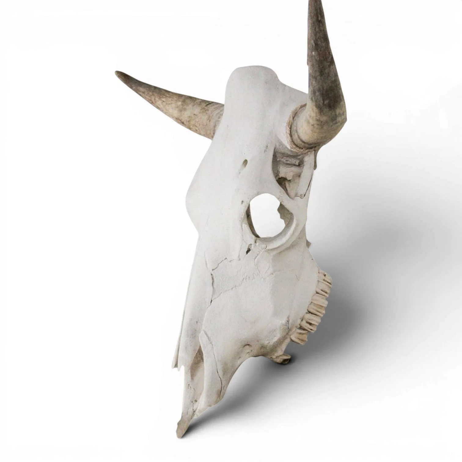 Authentic Mexican cow skull with natural bone finish for Western rustic wall décor