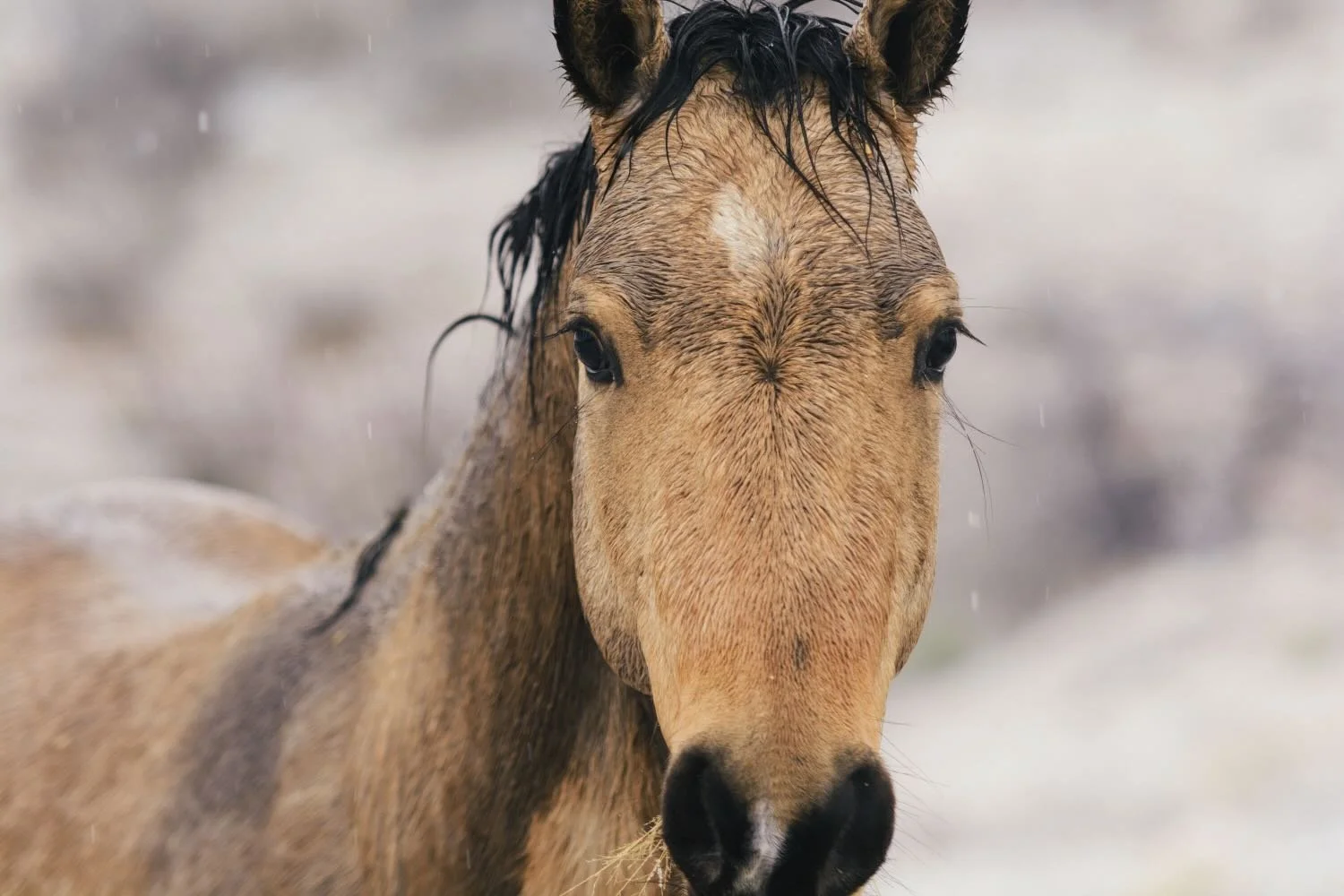 Snow Horses - Nogales, Mexico - Rich Helmer