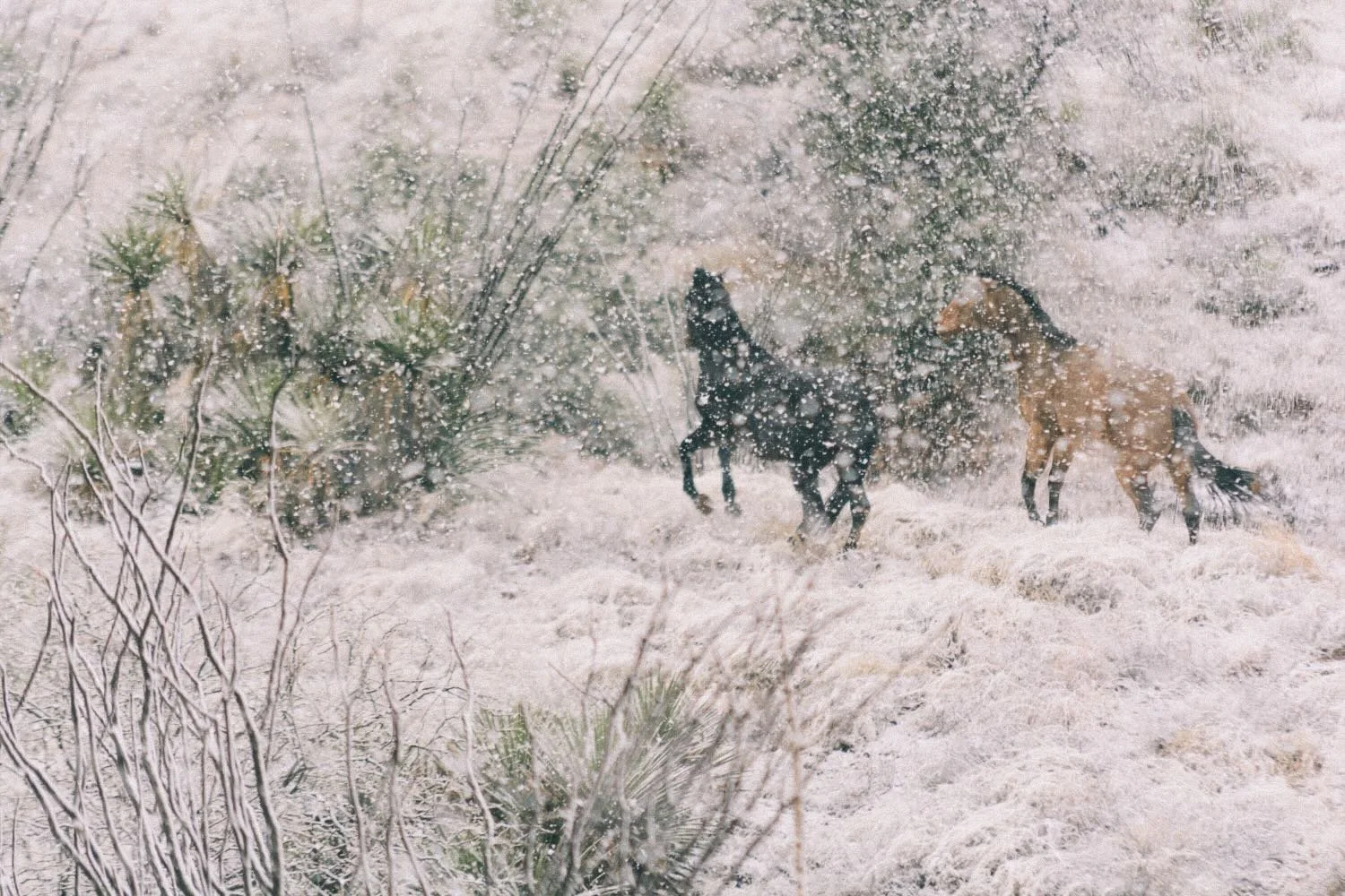 Snow Horses - Nogales, Mexico - Rich Helmer
