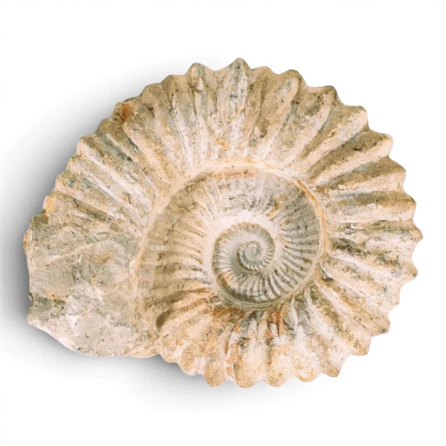 Authentic 100-million-year-old ammonite fossil with natural spiral pattern and textured ridges