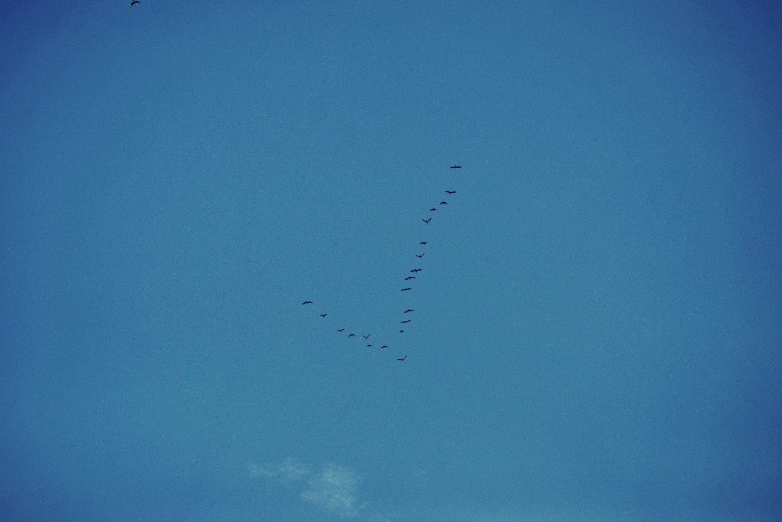 De psicóloga y migrante… / En tant que psychologue et migrante… / As a psychologist and immigrant person…