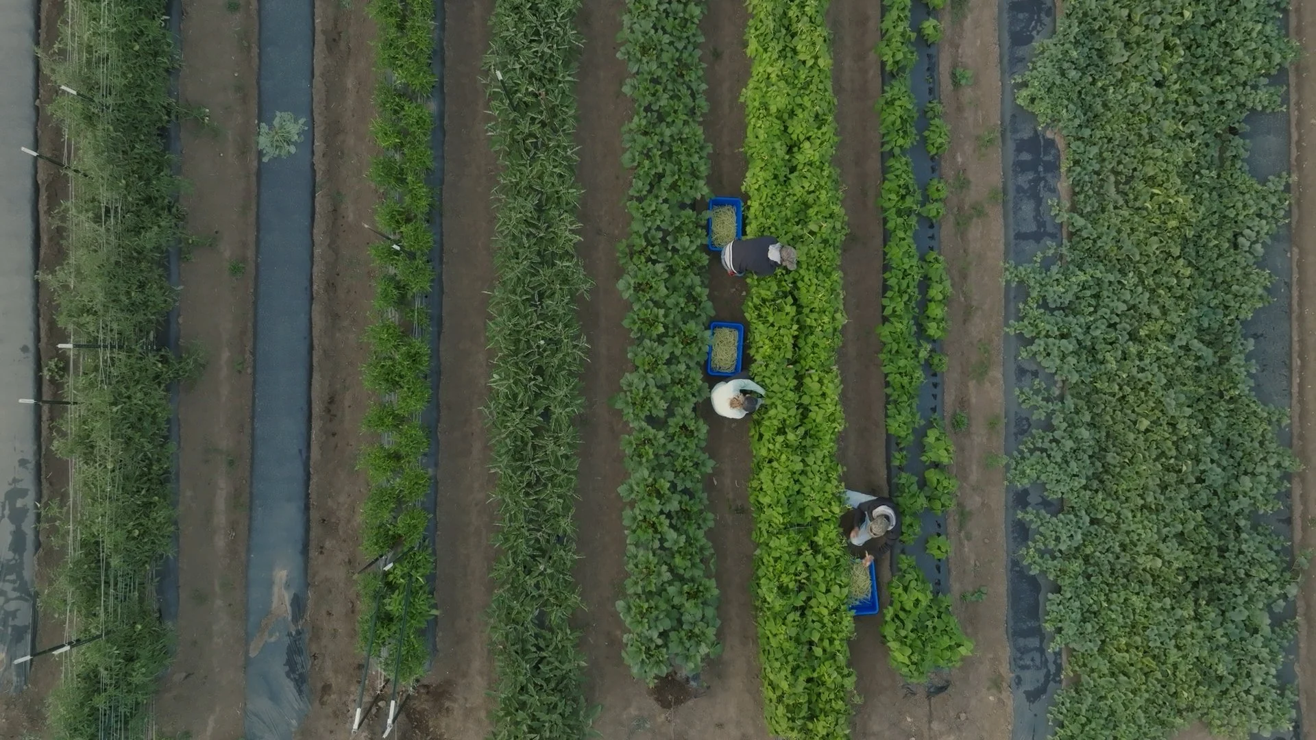 overhead farm harvest.jpg