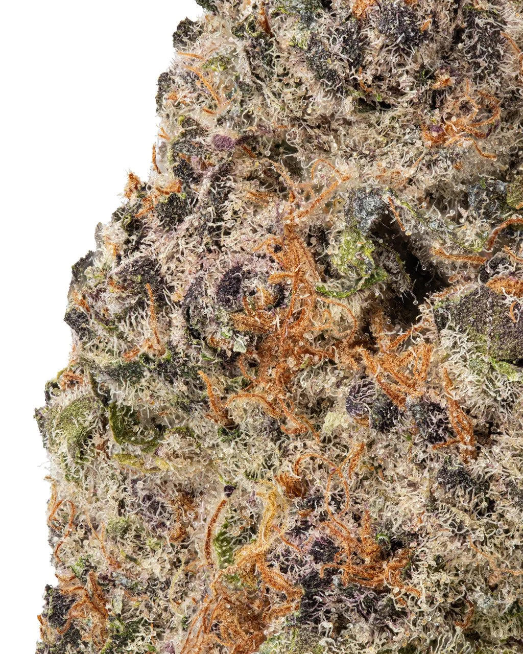 Granddaddy_Purple_-_2__29480.jpg