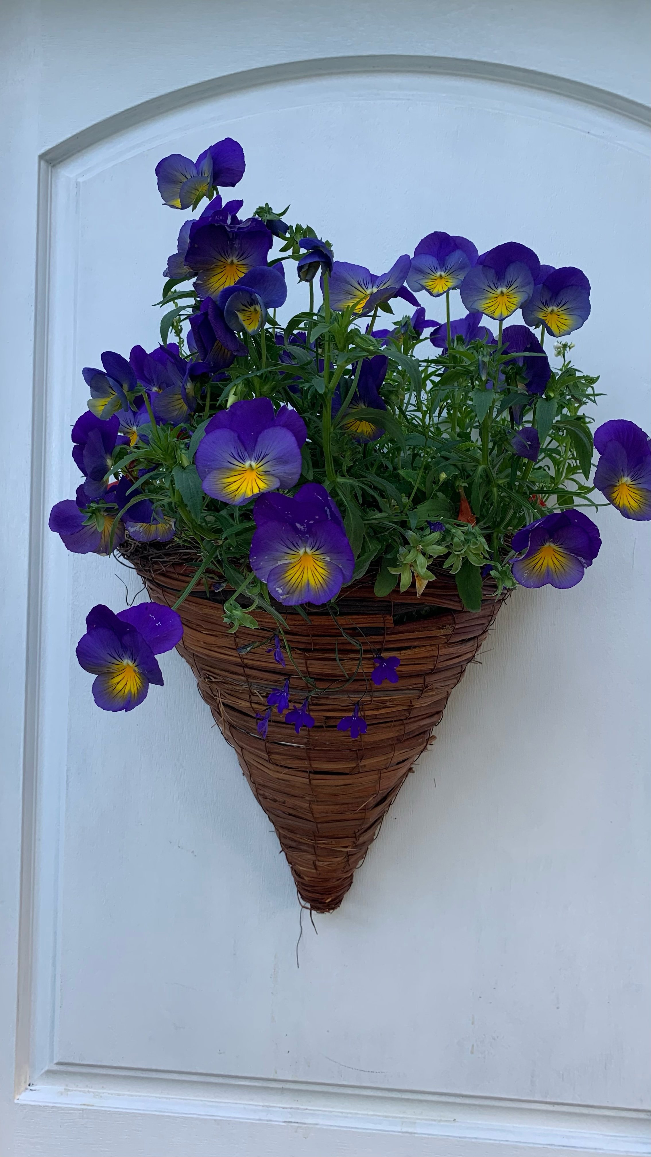 Beautiful hanging plants by Rooted Kodiak