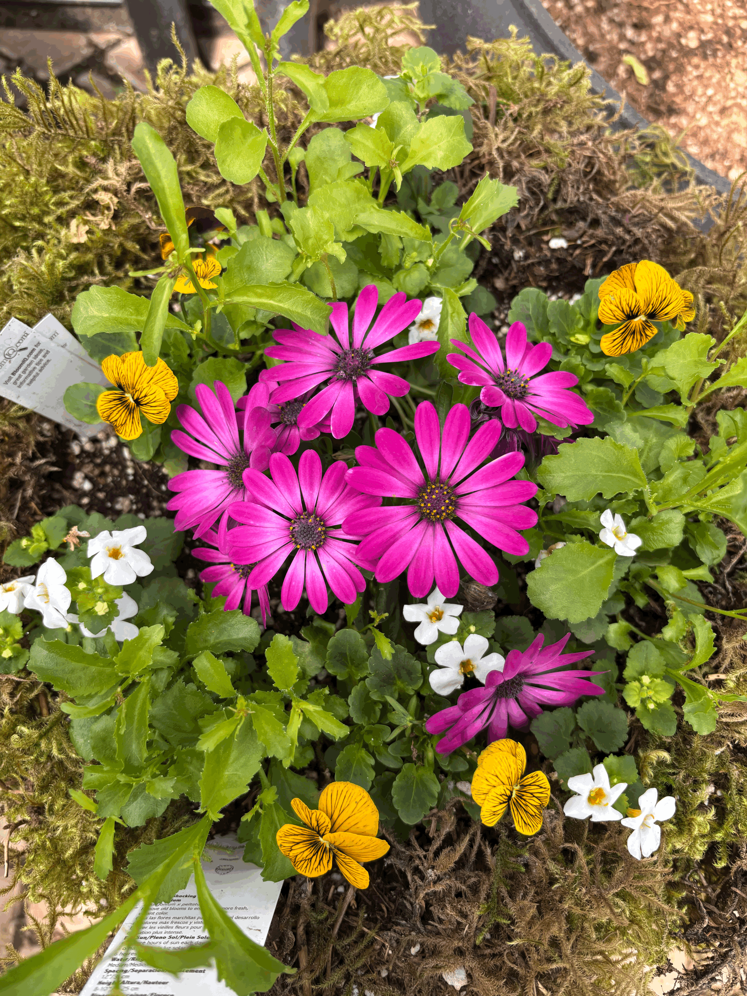 3 Easy Kodiak Yard Tips & Tools for New Gardeners