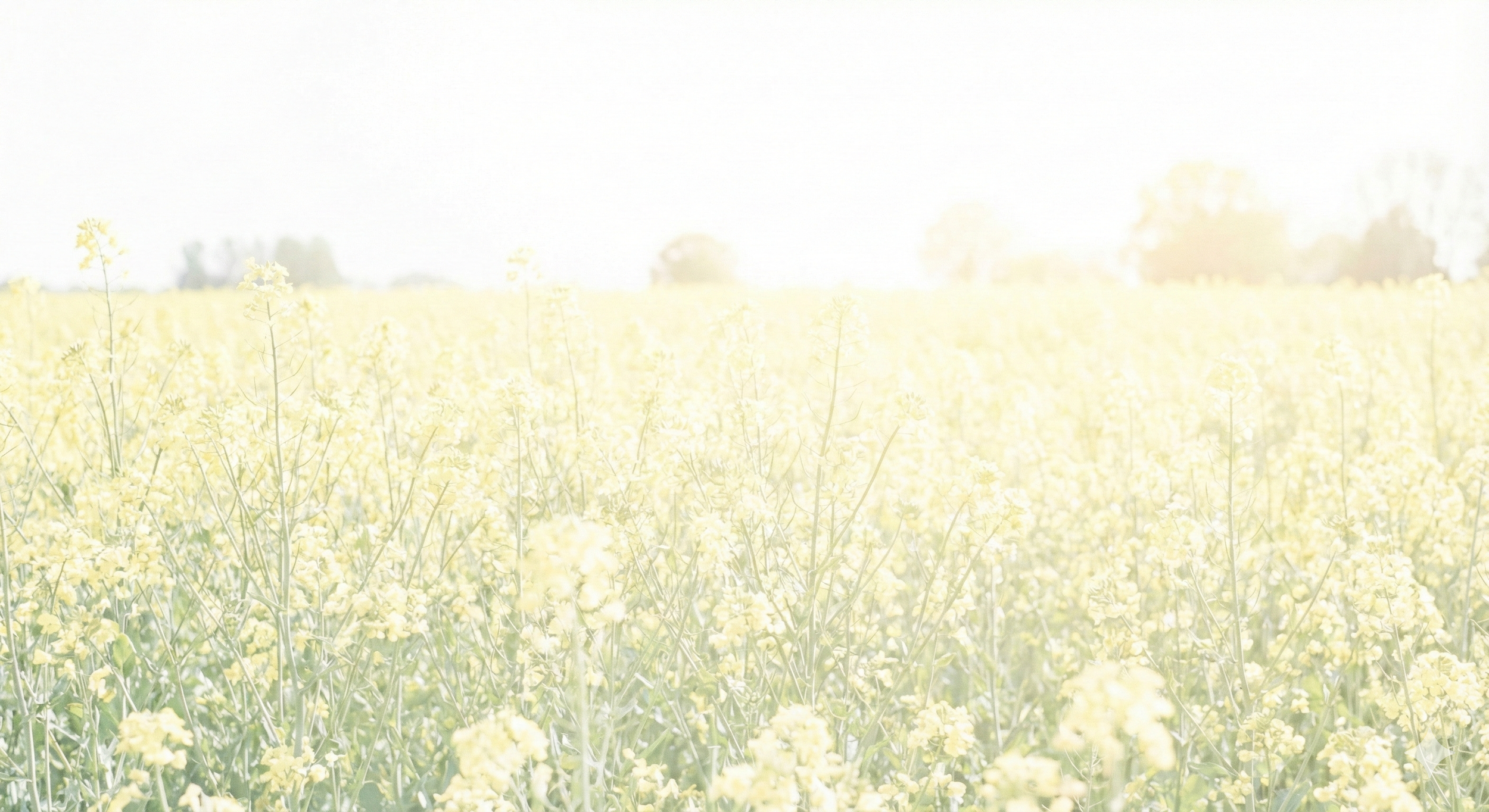 Overexposed photograph of a yellow flowering field with a few trees in the background.