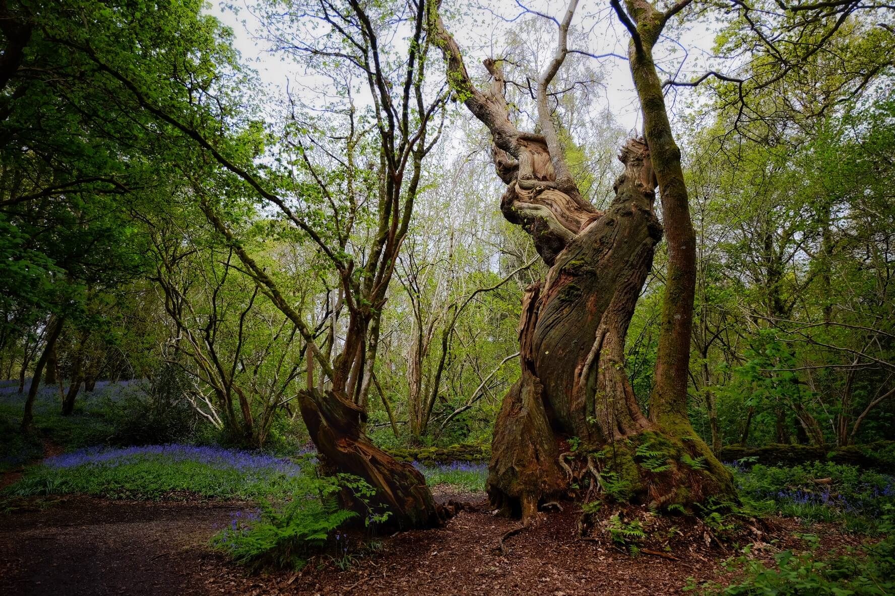 Mary Queen of Scots Tree with Monarch Tours.JPG