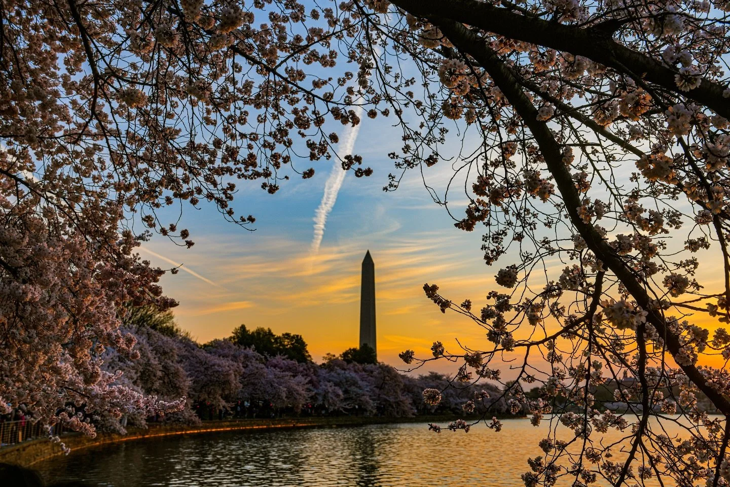 Blossoms at sunrise (complete with the return of ducks! 🦆) during the annual @igdc Cherry Blossom shoot. This year was quite special as I got to hang out with good friends while shooting Thursday morning 🌸📸. 

Always a good time shooting images wi