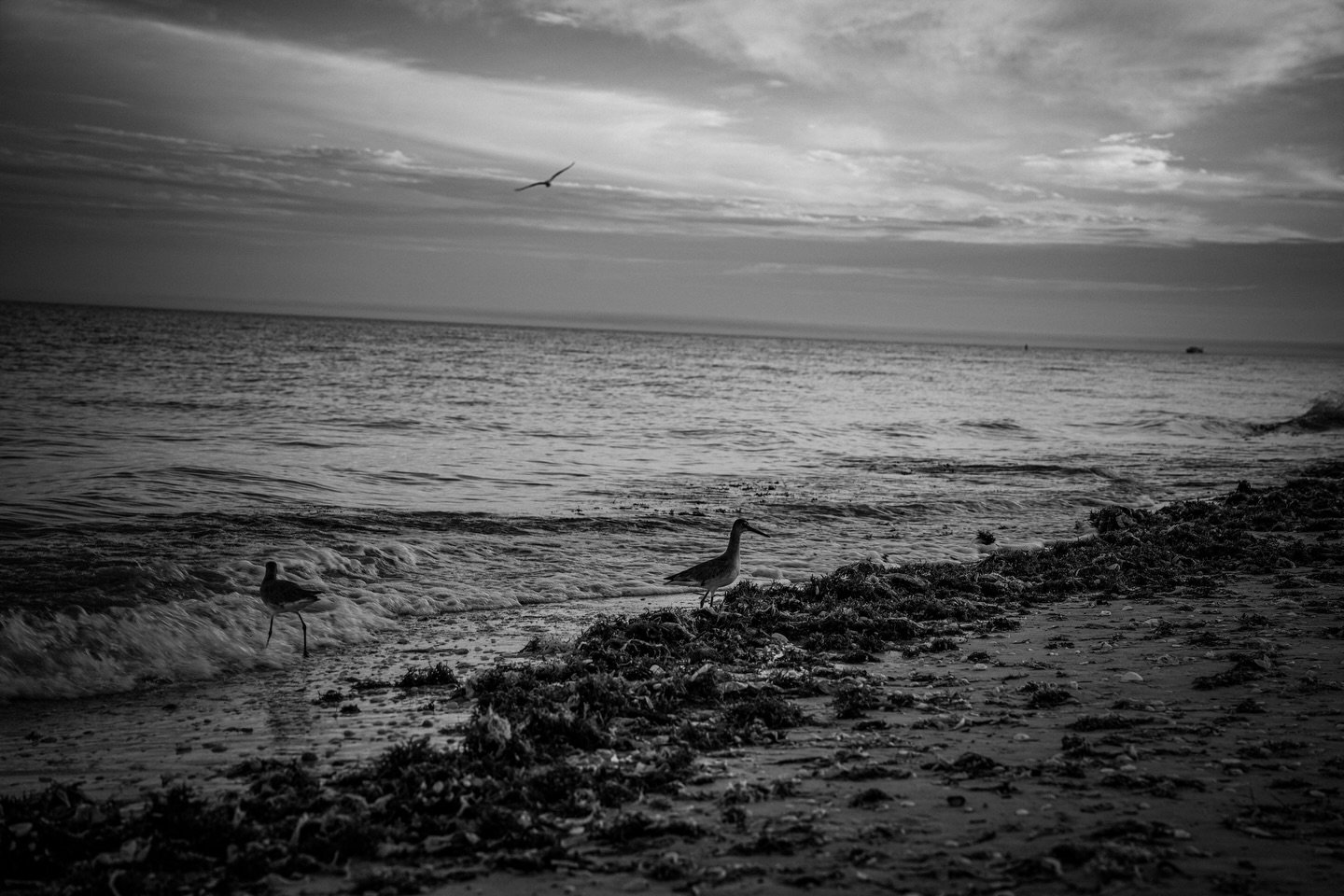 Birbs, birds and the beach whilst on holiday down in Fort Myers with @themistler . Quite the fun excursion walking on the beach again and getting the birds to pose 😂🐦&zwj;⬛

Lens: 24-70 GM II 

#sanibelisland #visitflorida #sanibel #floridalife #th