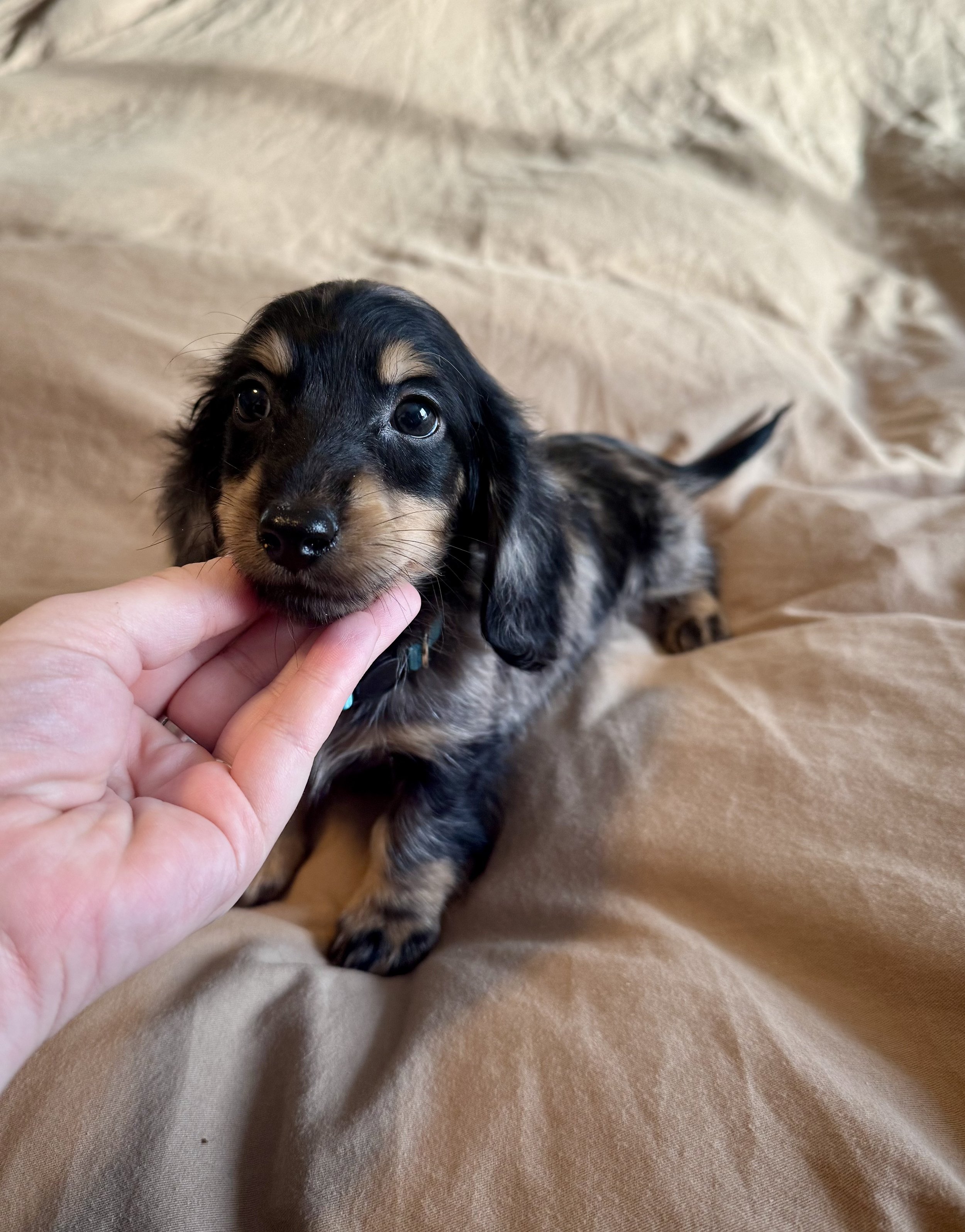 A small, fluffy dachshund puppy with dark fur and tan markings is lying on a beige surface. A hand is gently cupping the puppy's chin.