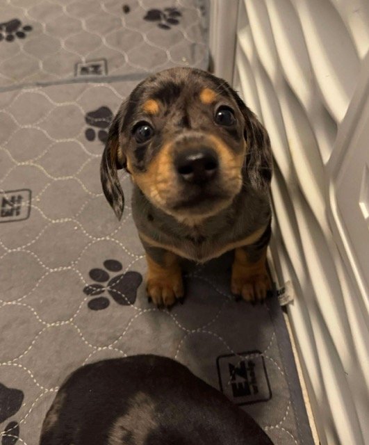 Adorable dachshund puppy looking up with big eyes on a patterned mat.
