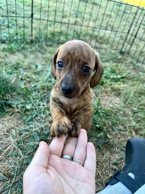 A small brindle-patterned dachshund puppy standing on grass, gently placing its paws on a person's hand.