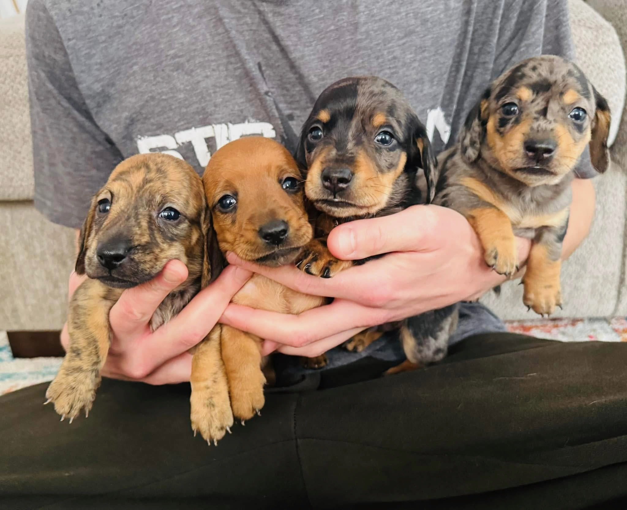 Four dachshund puppies being held by a person in a gray shirt.