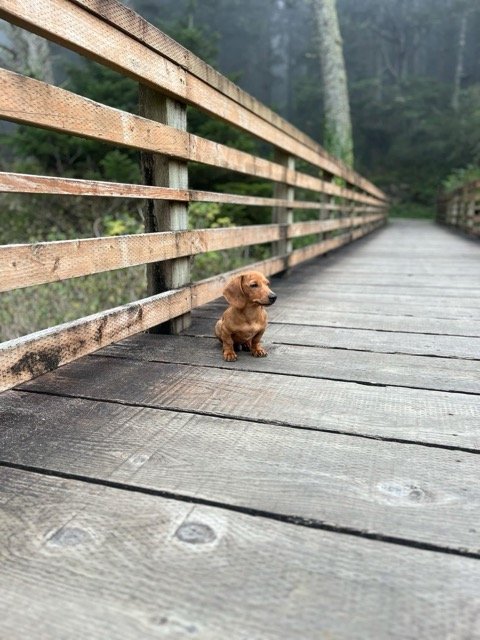 A small brown dog sitting on a wooden bridge surrounded by trees.
