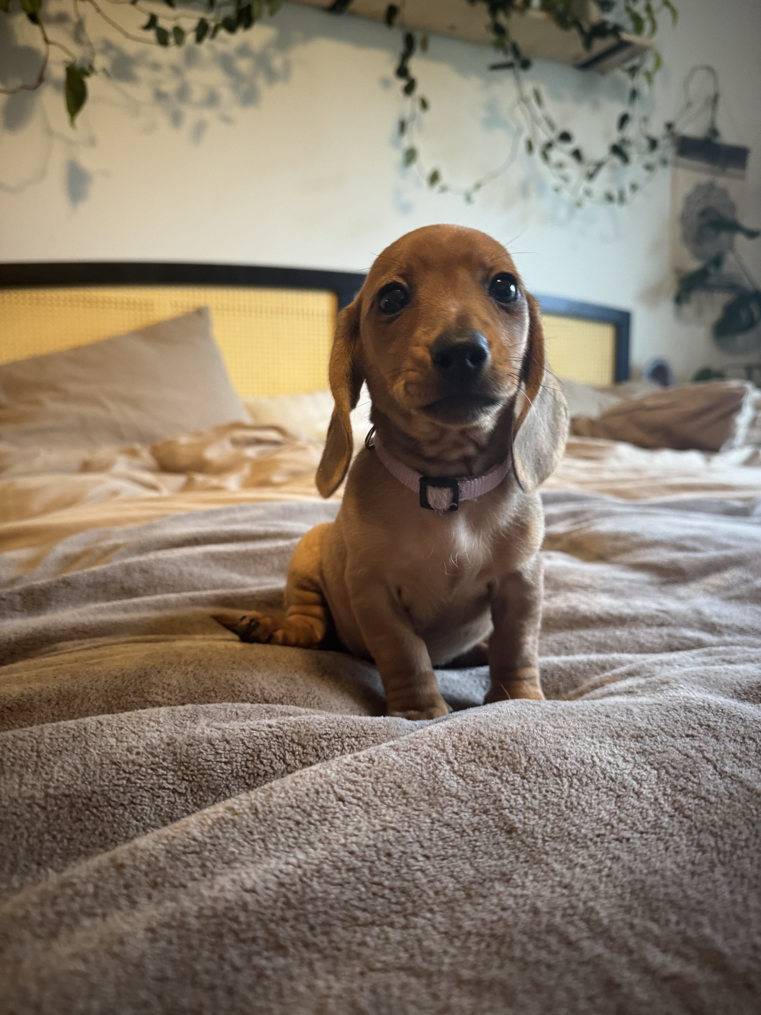 Cute puppy sitting on a bed with beige bedding and plants hanging in the background.
