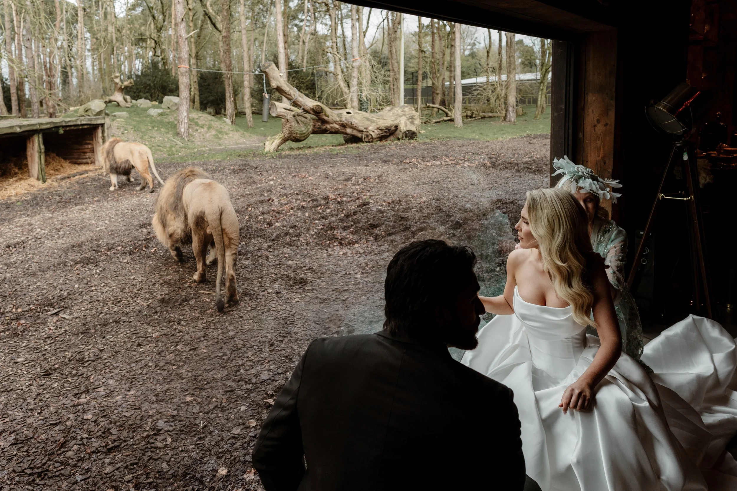 People at a wedding  inside a room, viewed through a large window, with a animal reserve  enclosure outside showing lions and other animals in a wooded area.