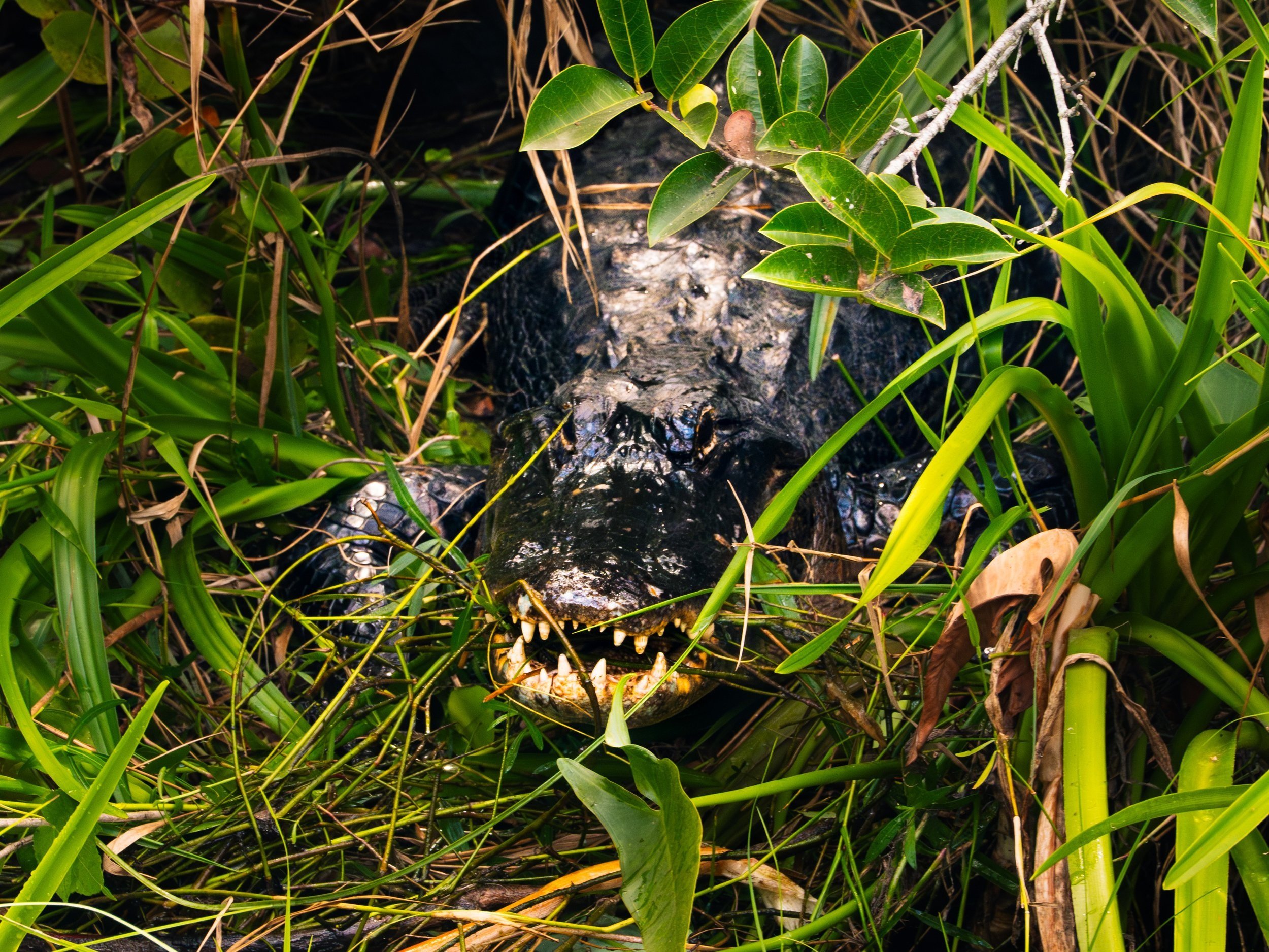 Backcountry Tales #1: A Shark Valley Surprise