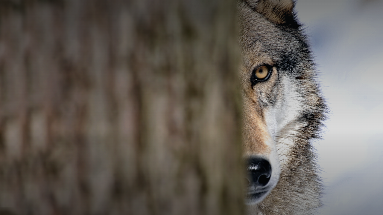 The Lassen Wolf Project: How It Started and Where We’re Going 