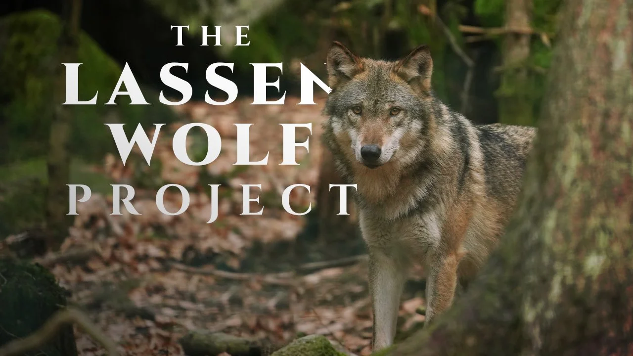 A wolf standing in a forest with the text "The Lasse Wolf Project" overlaid.