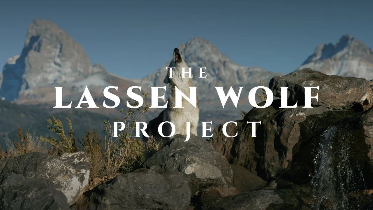 The Lassen Wolf Project