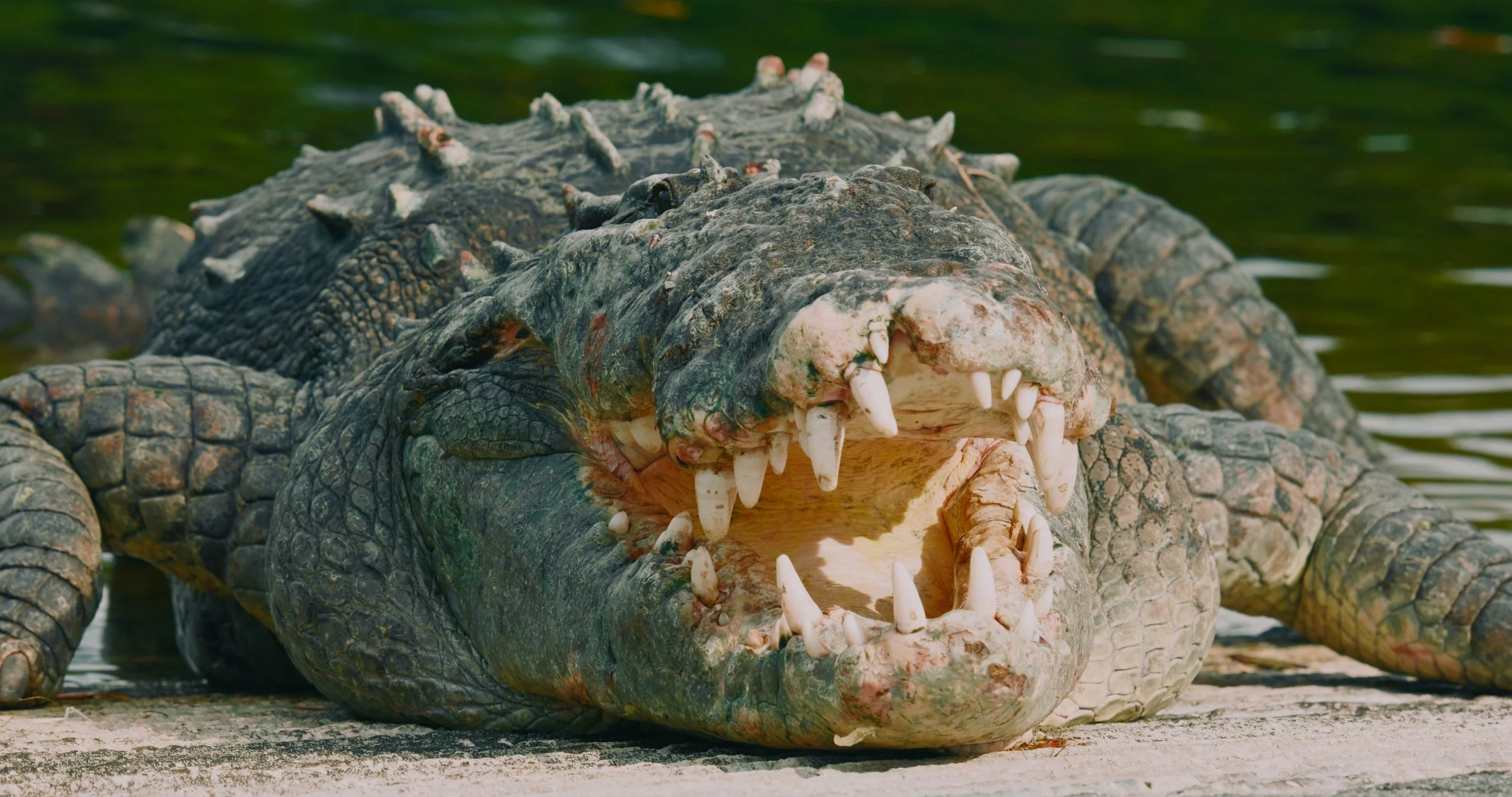 Still 2025-10-25 002147_1.14.1.jpg