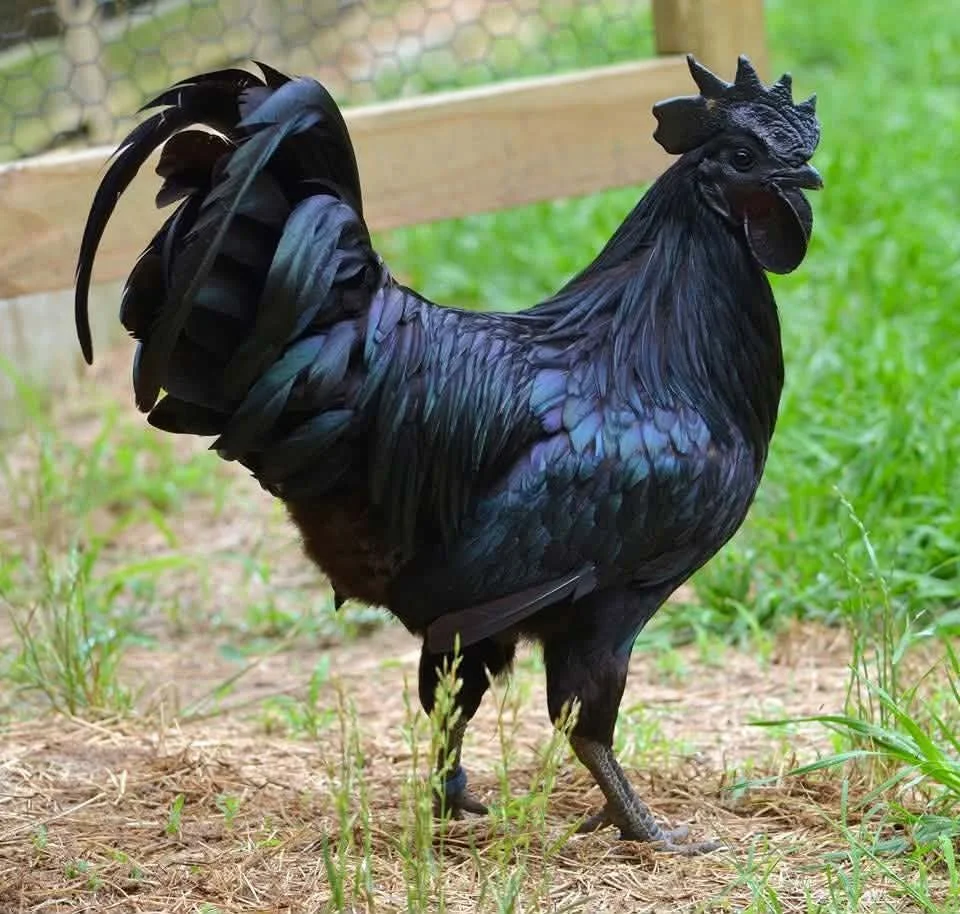 Ayam Cemani.jpg