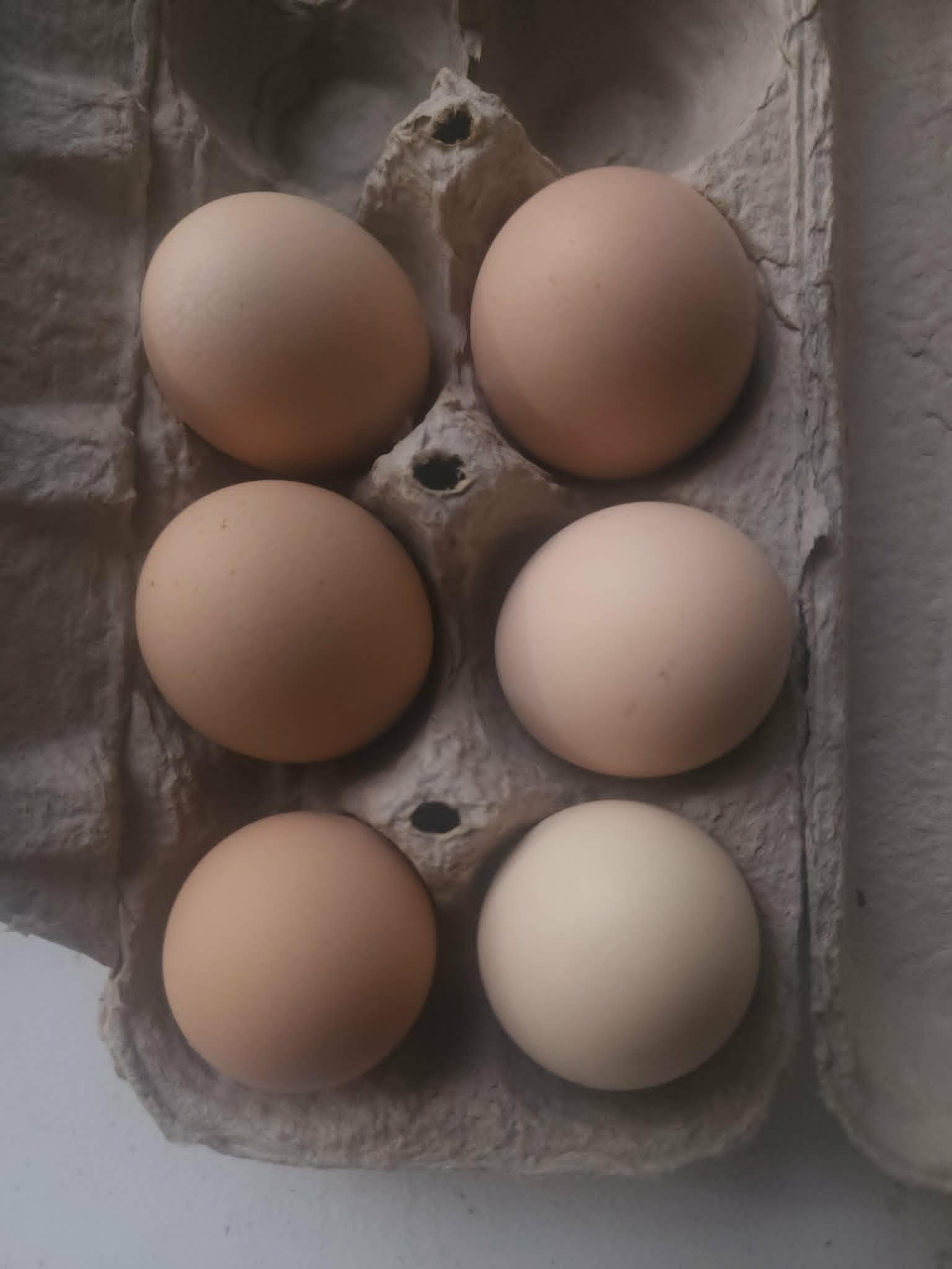 Ayam Cemani Hatching Eggs