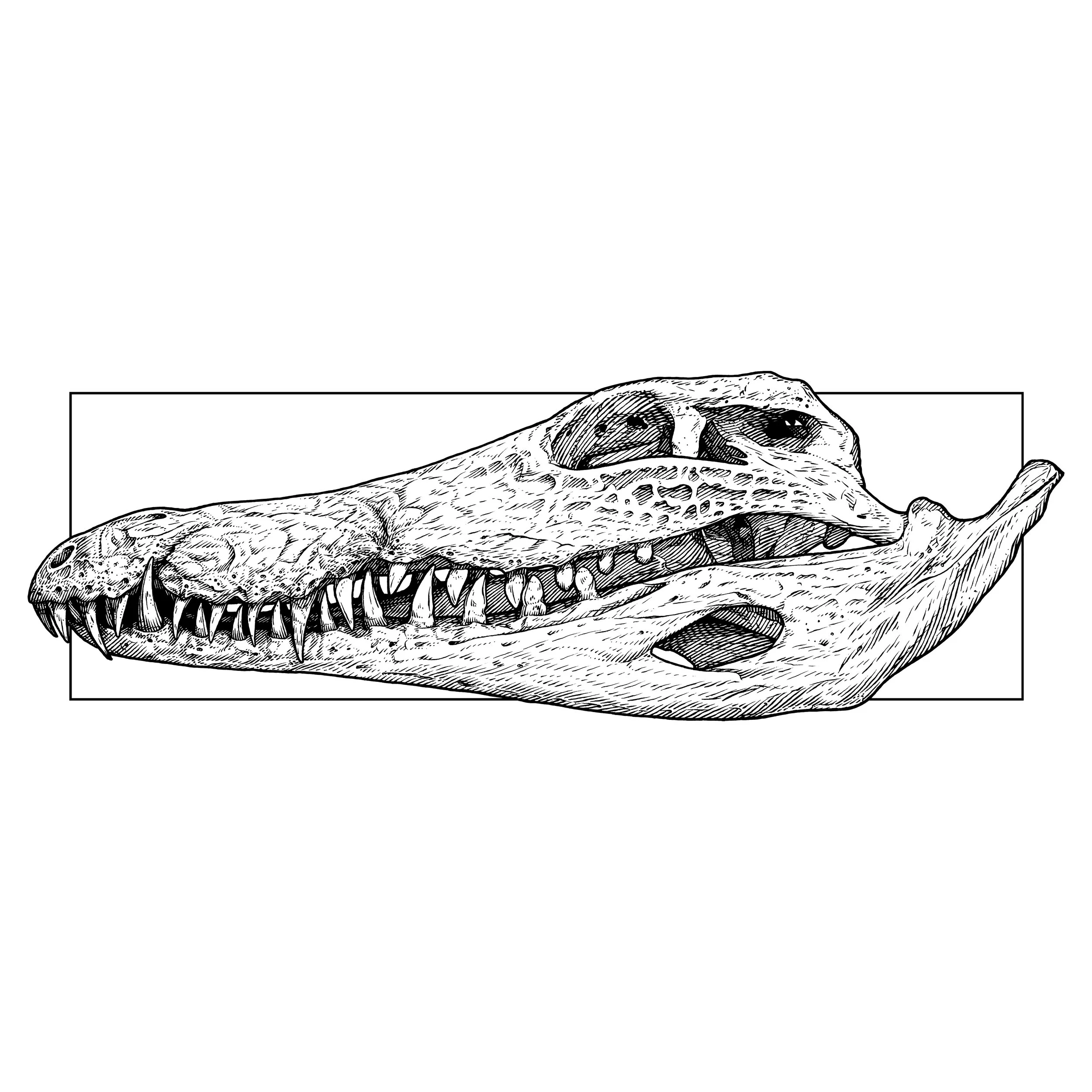 Crocodile Skull