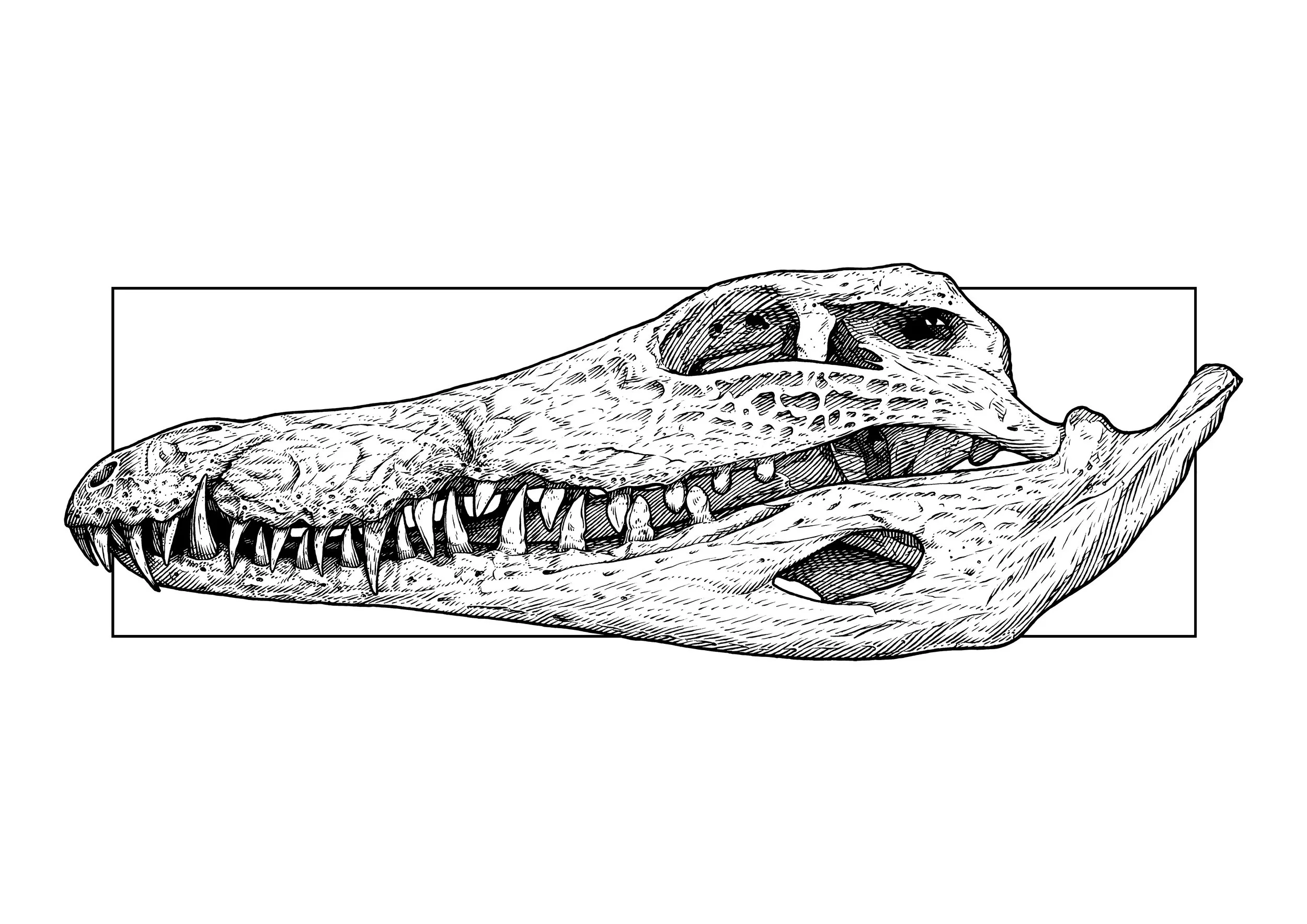 Crocodile Skull