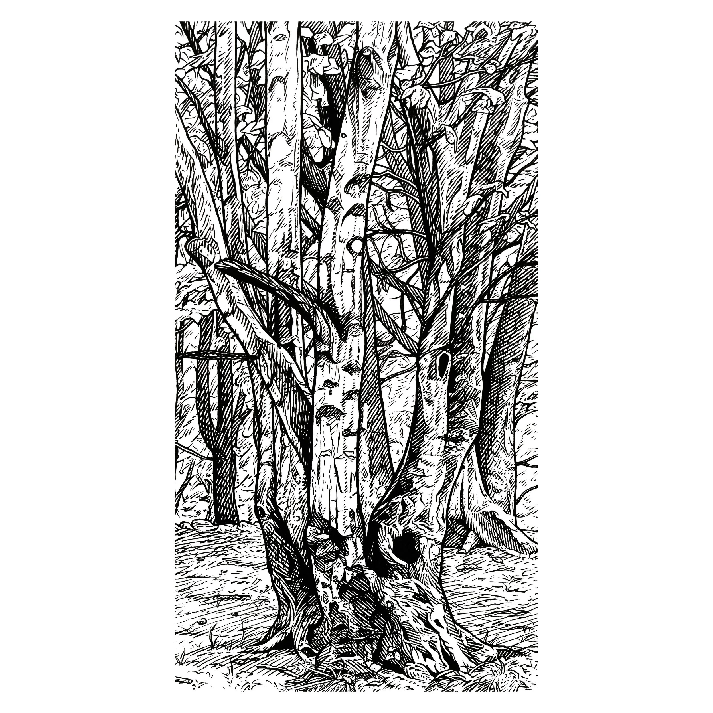 Birch Forest