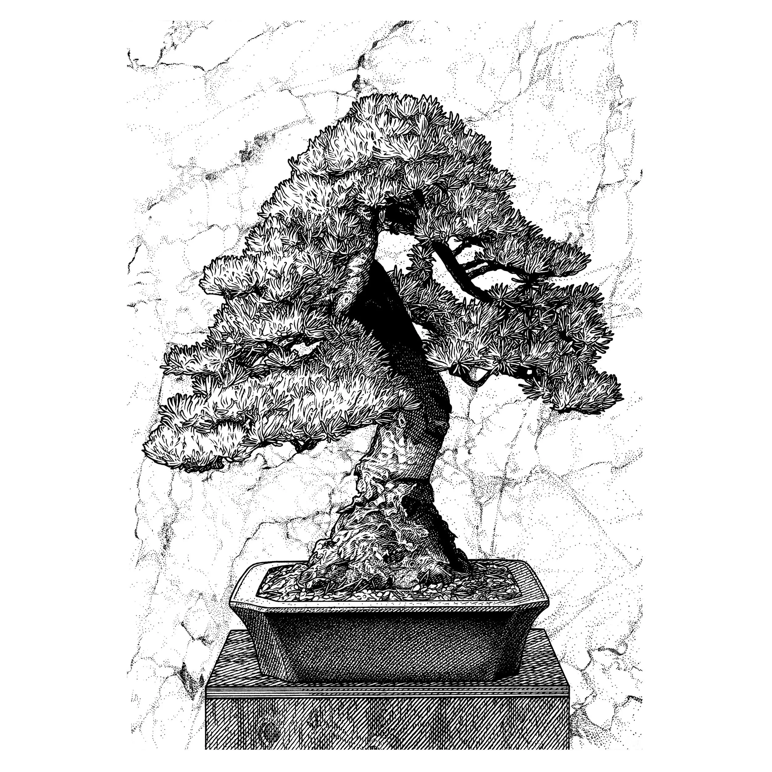 Small Bonsai Tree