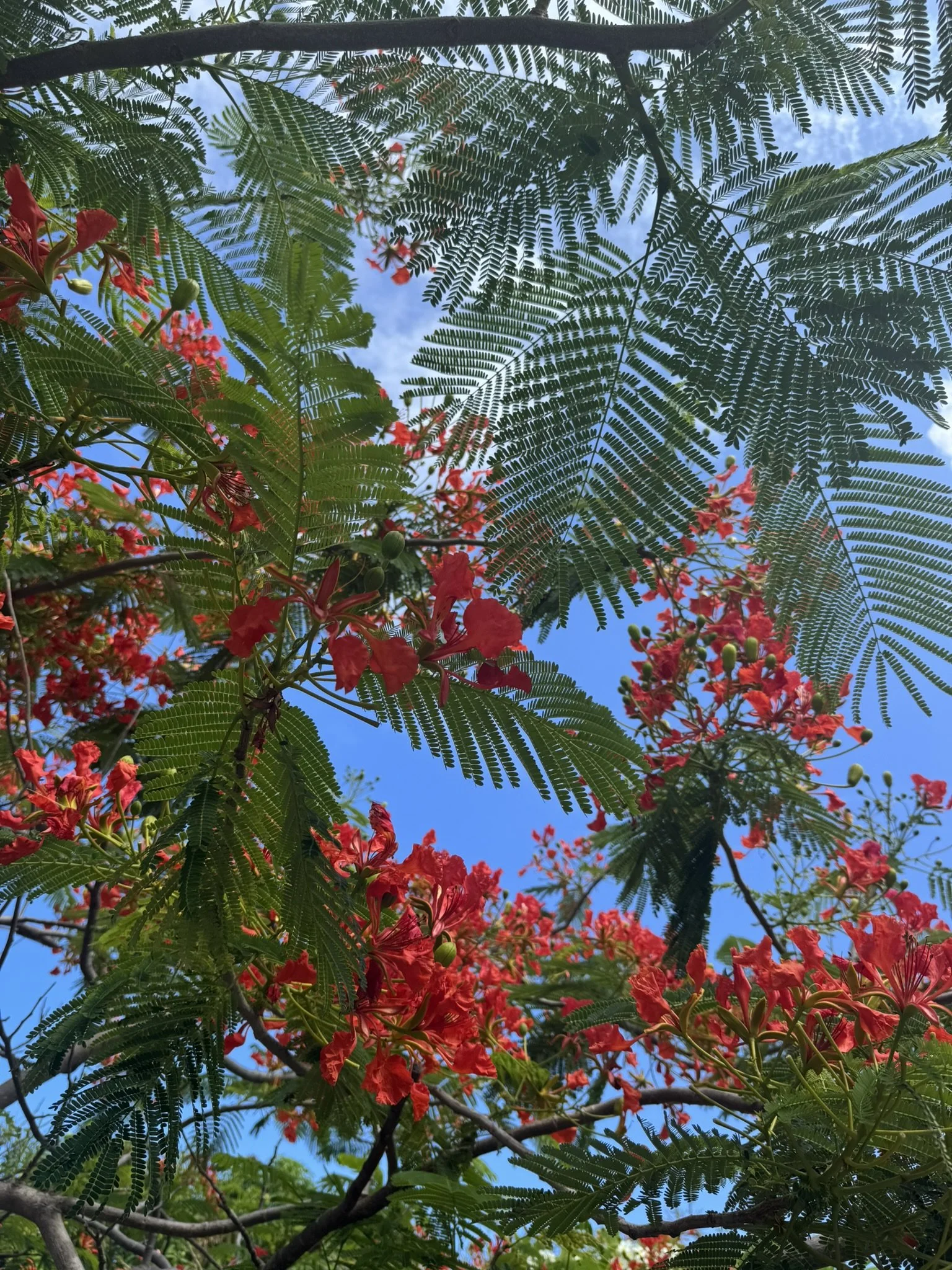 Flamboyant Tree.jpeg