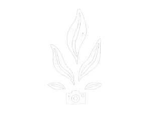 adel.films