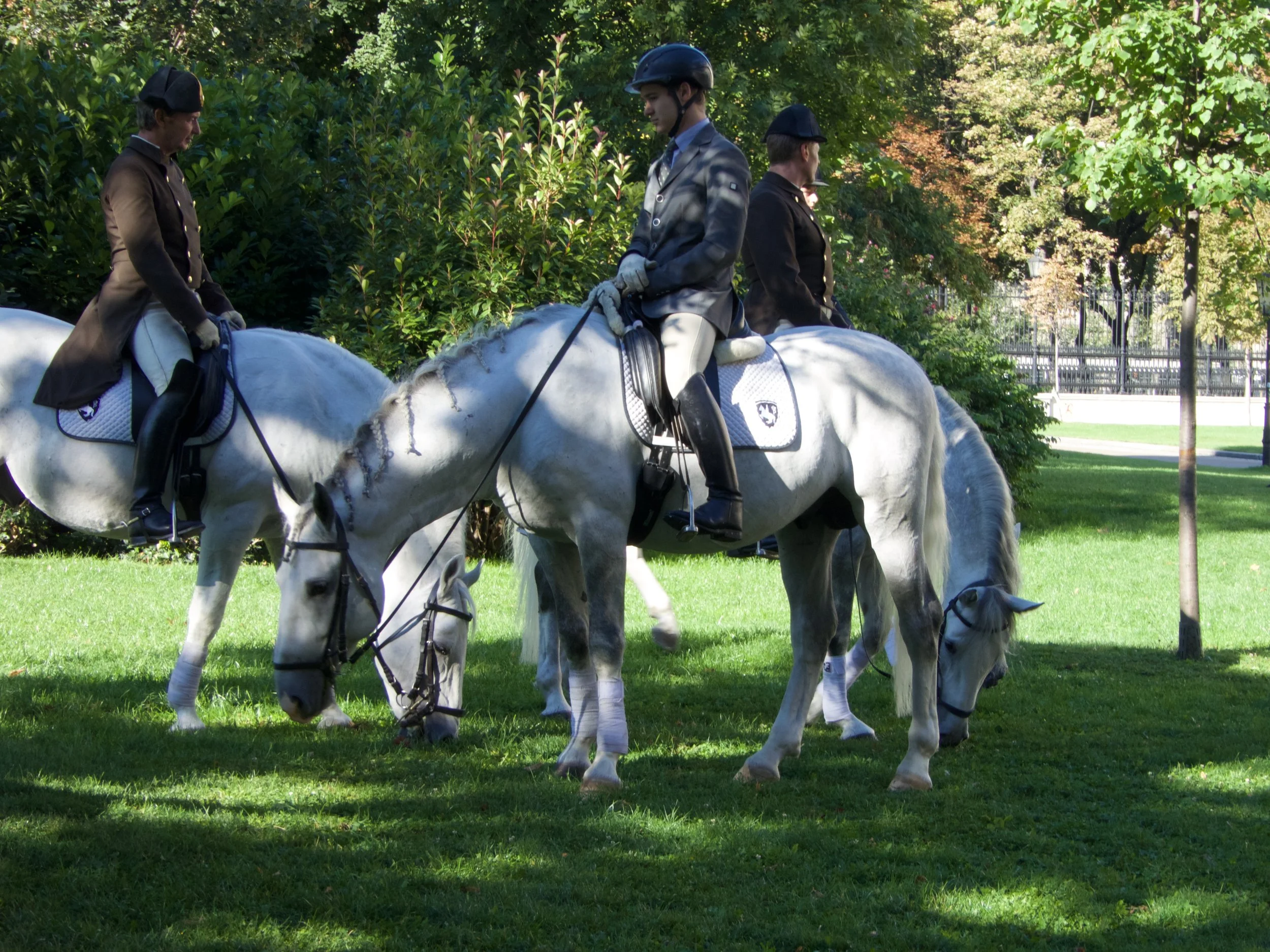 Were just walking through a park and they had the Lipizzans out for exercise, wow.