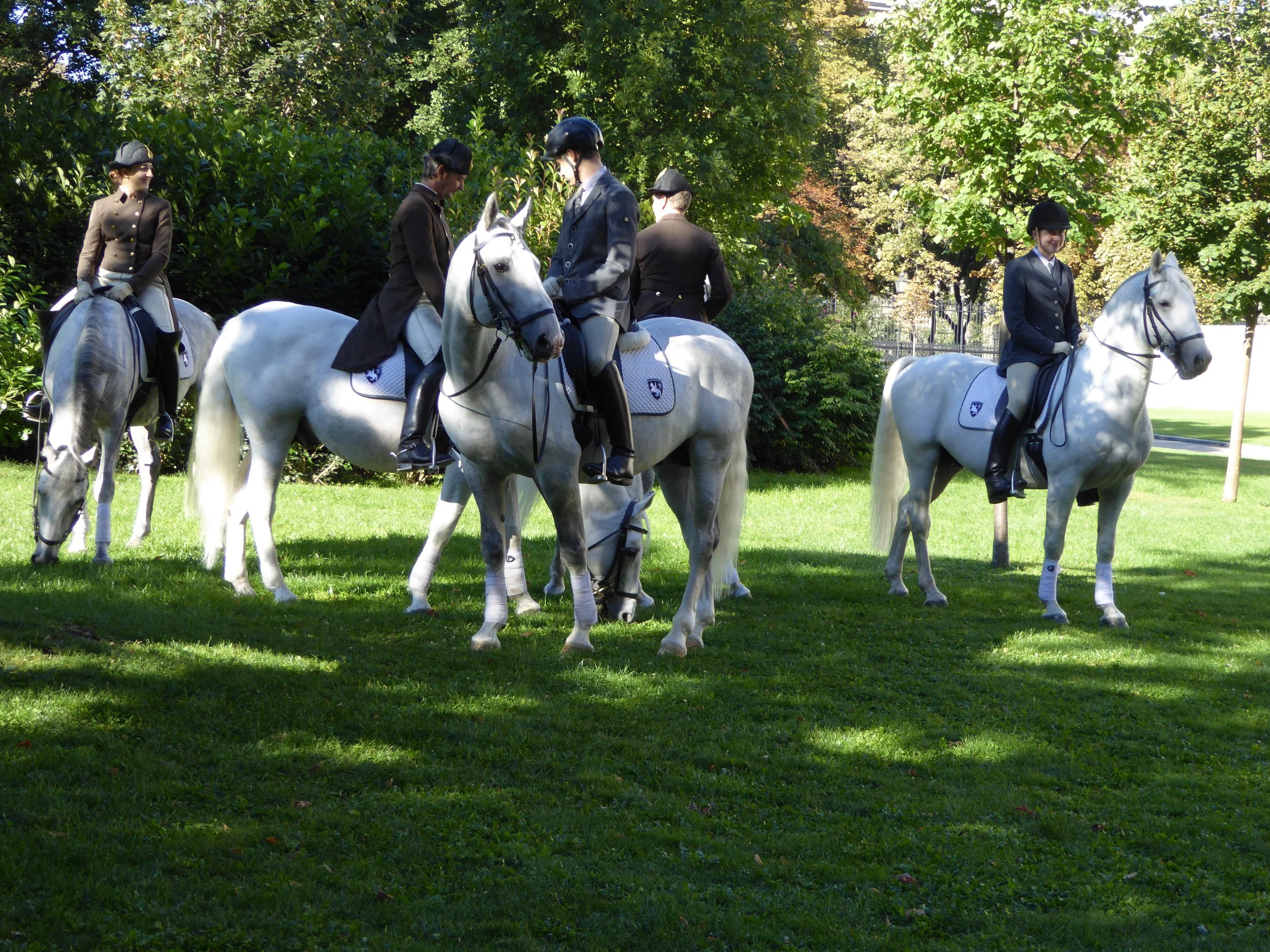 lipizzan2.jpeg