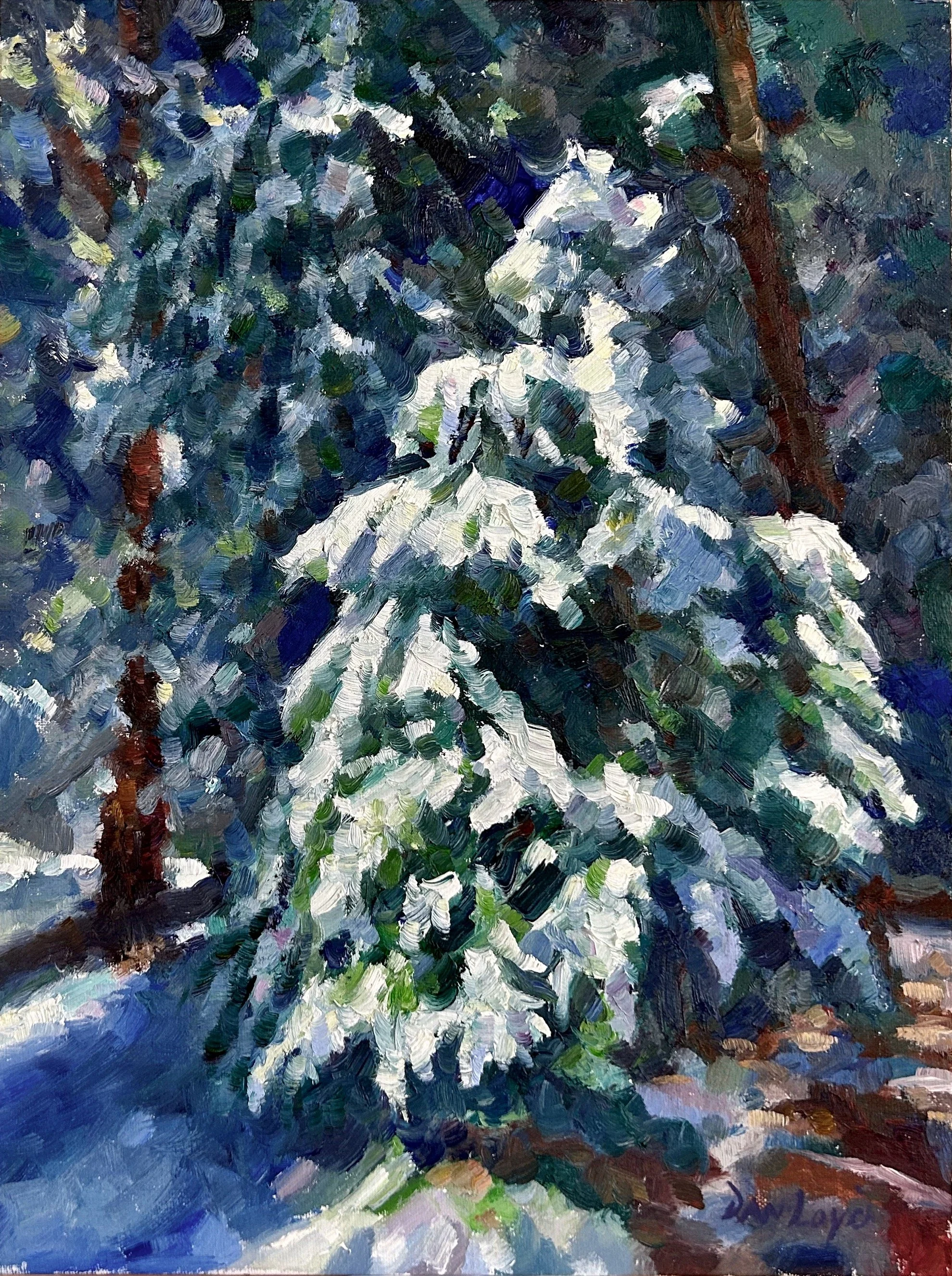 Snowy pine in Yosemite