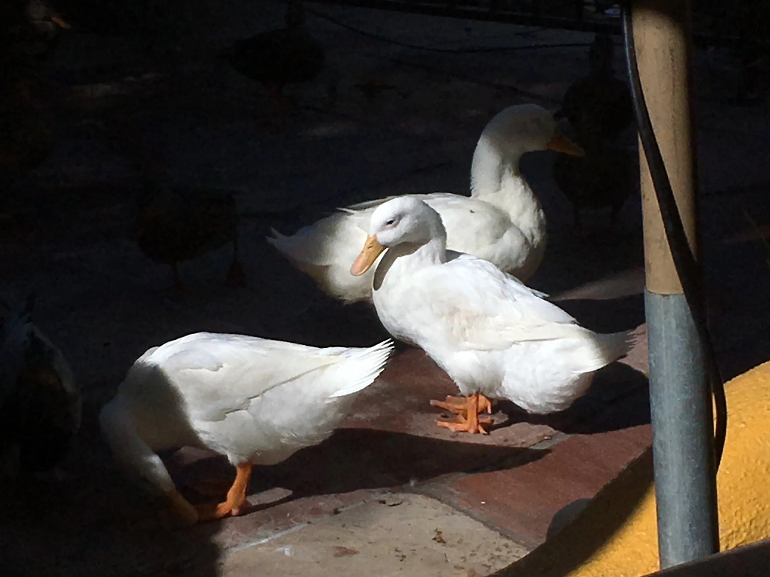 Ducks hanging around a Mexican Restaurant