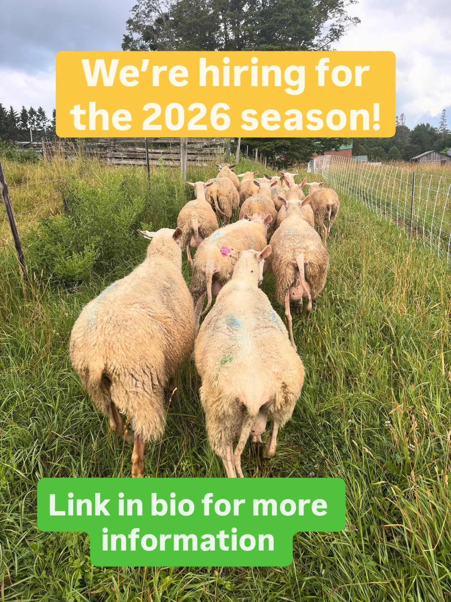 We are seeking a part-time employee for the 2026 season. This person should be someone with an interest in learning about small-scale dairy and cheesemaking, shepherding, and managed intensive/rotational grazing. Previous experience is not necessary.