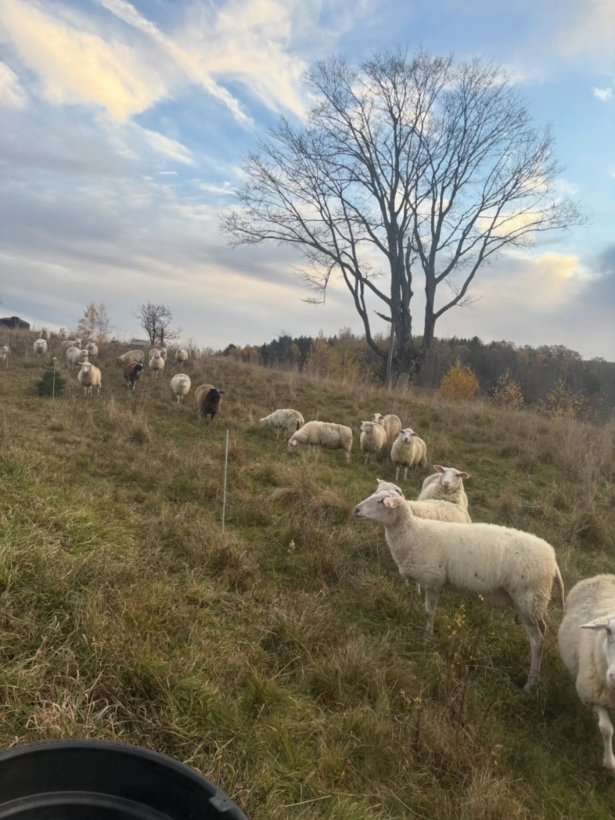 Ram is in and lambs are separated (as of Sunday). The morning routines have moved to breaking ice off the tops of the water and morning fires inside the house.