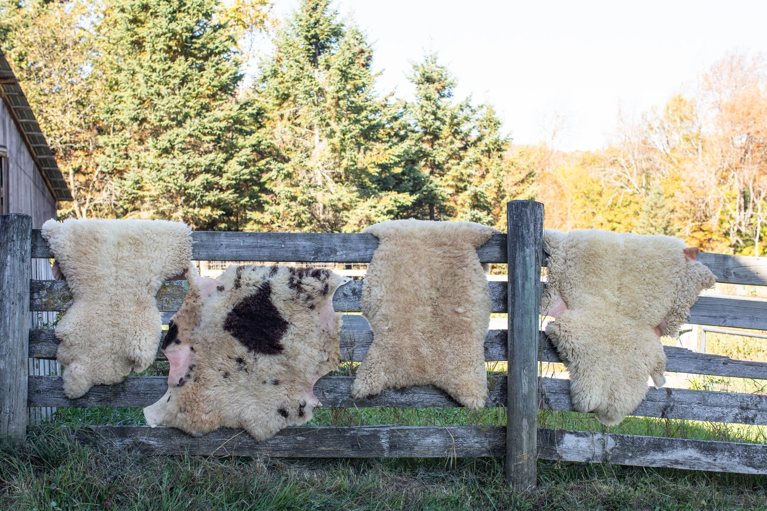 Sheepskin Tanning w/ Ash Kerby-Miller