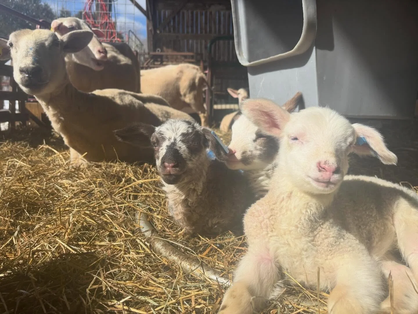 Let the baby chaos begin! 4 mamas have given birth, 30 something to go! We&rsquo;ve got triplets and twins so far!