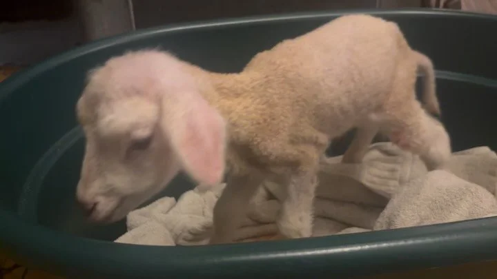 The tiniest little lamb. We&rsquo;re trying to give her a chance! We will see.