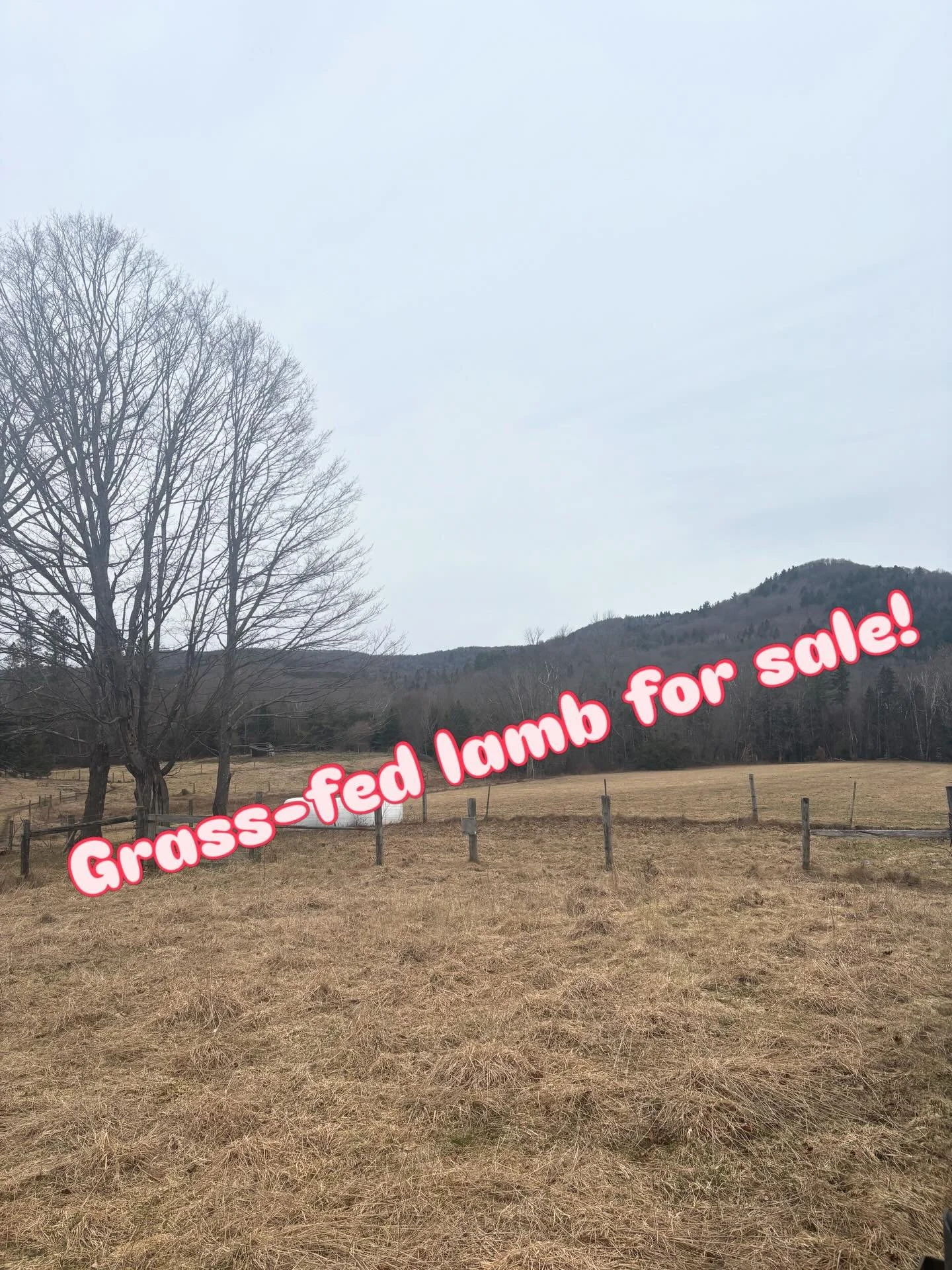 Our lamb is 100% grass-fed and sustainably, rotationally grazed on pasture in Corinth!

We have full freezers again and we&rsquo;d love you to think of us when you&rsquo;re
planning your meals.

Order at the link in our bio and/or here! grownby.com/f