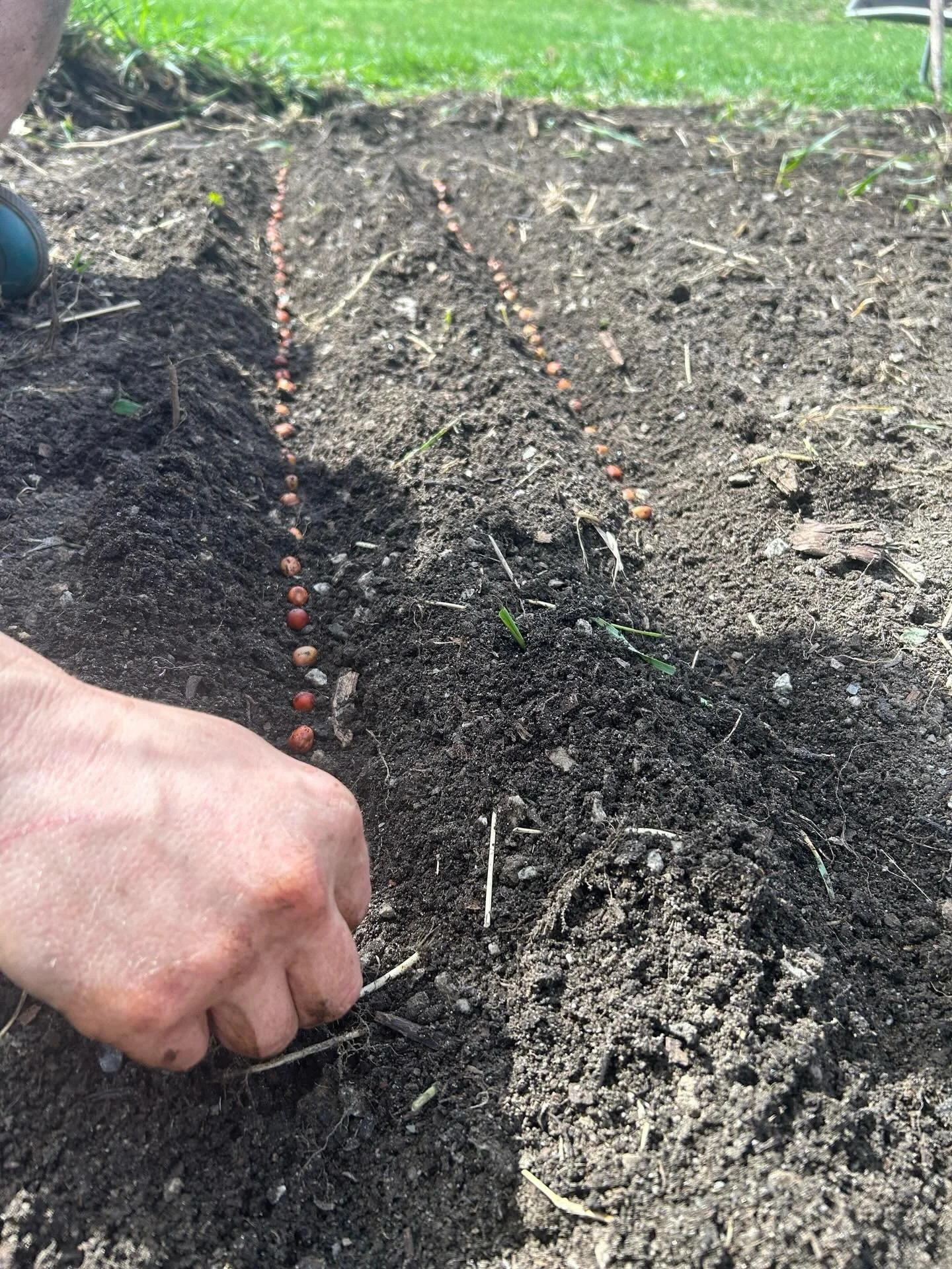 Welcome to P-Town! A beautiful gardening day with gg and Lucy! It&rsquo;s really spring, we had our first porch dinner last night and first seeds in the ground today. Also, six new lambs today!