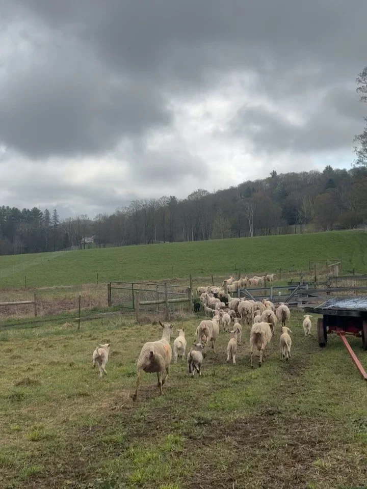 Everyone is fully out on pasture, weaned the oldest lambs, and 5th day of milking down! Here we are 2026 season!