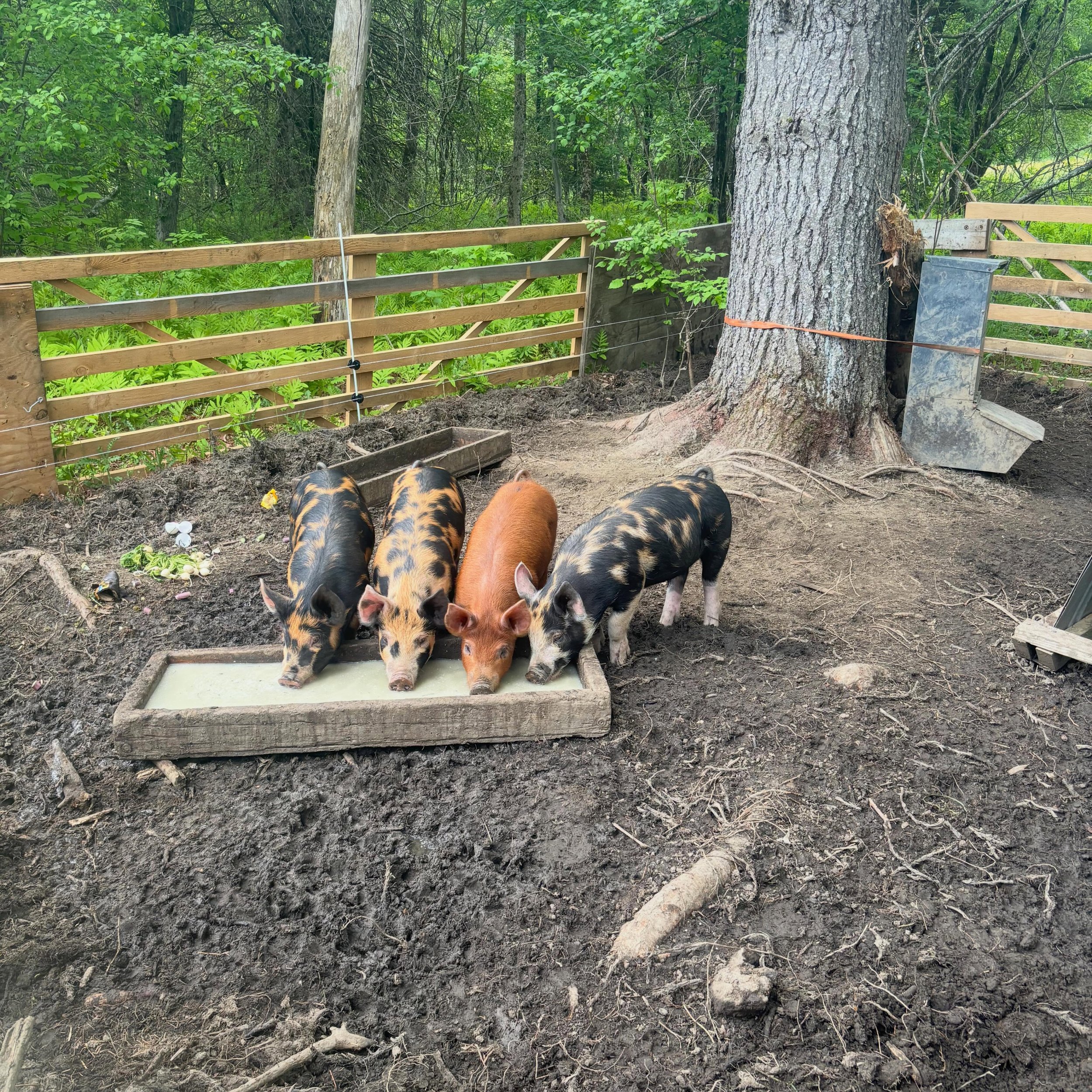 Look at that whey! Look at those pigs! Such a wonderful thing to use all that is created in the cheese making process and to raise happy, healthy pigs too!