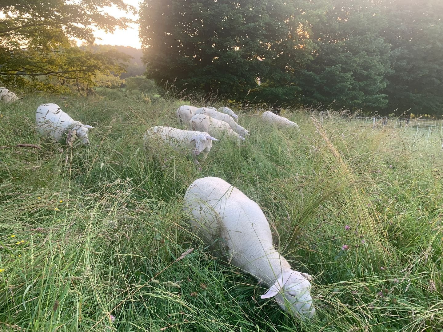 Our Sheep 1.jpg