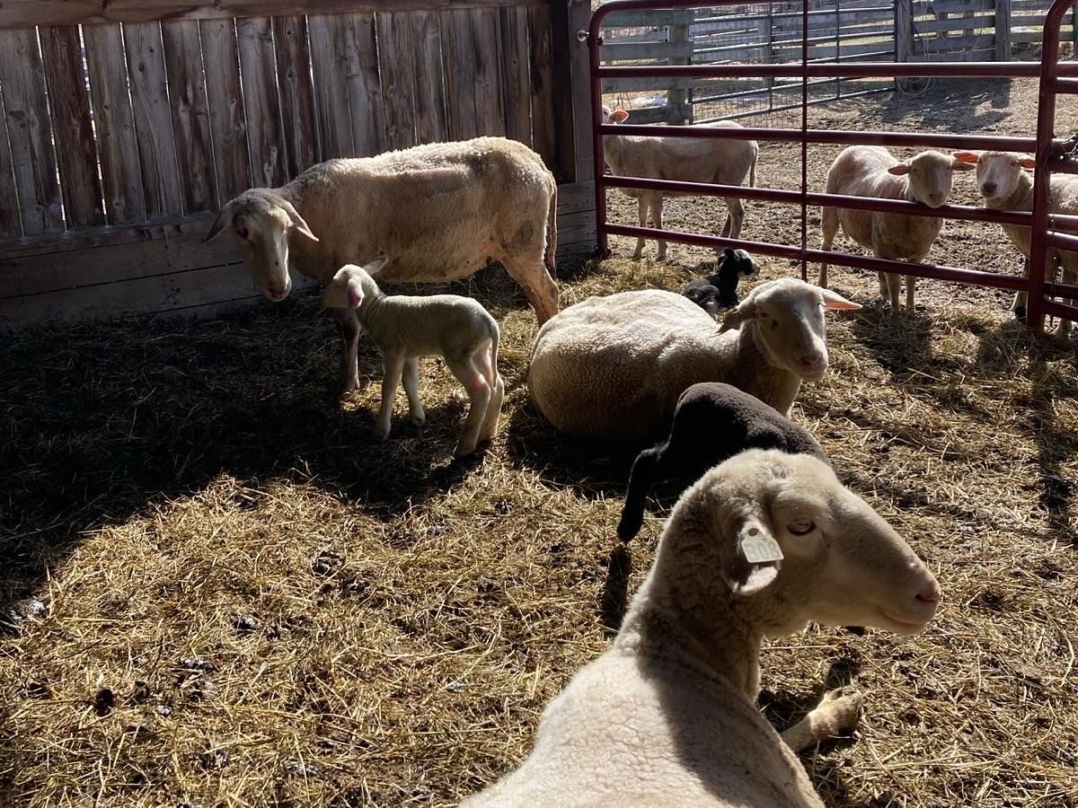 Our Sheep 3.jpg