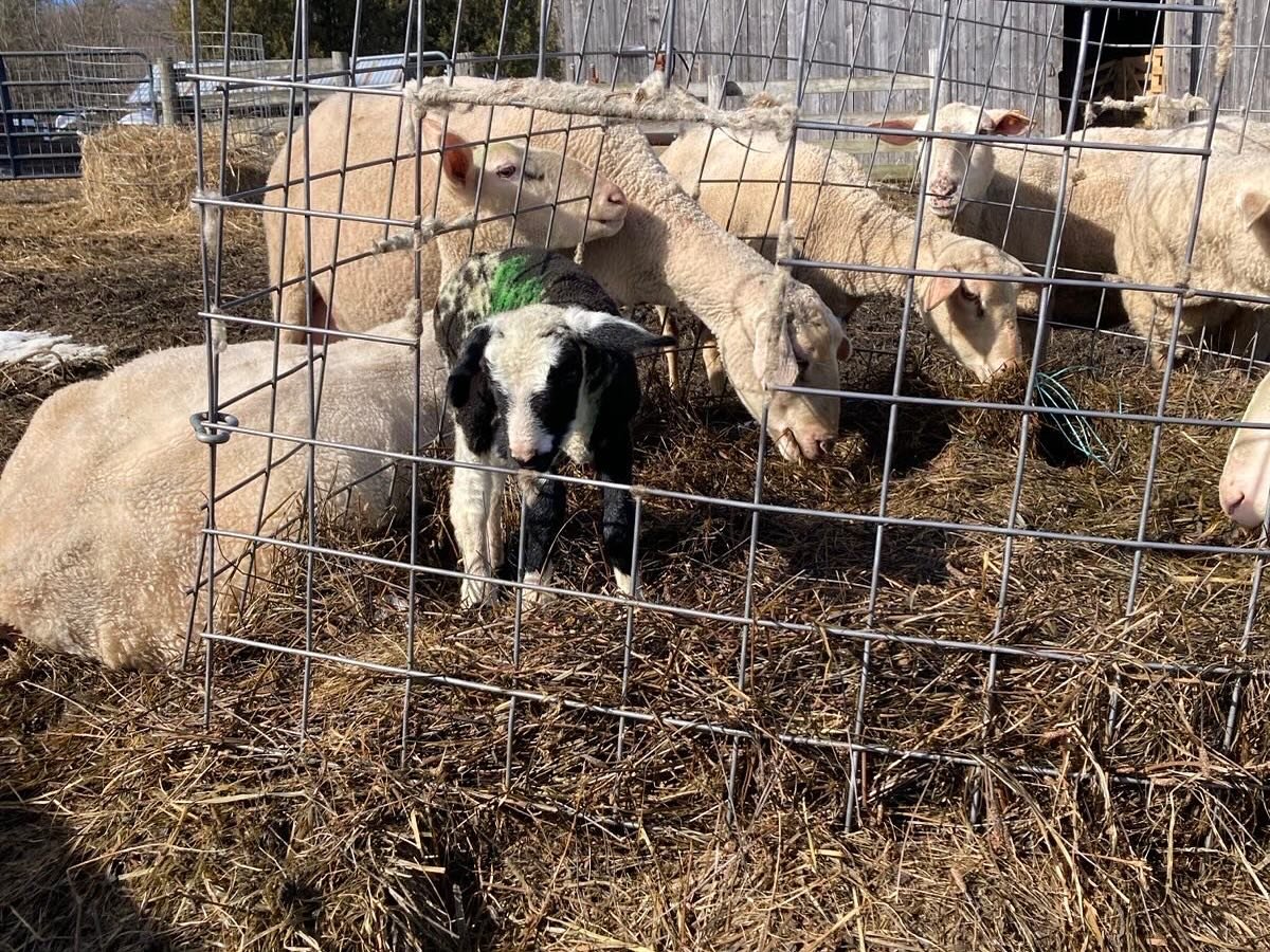 Our Sheep 2.jpg