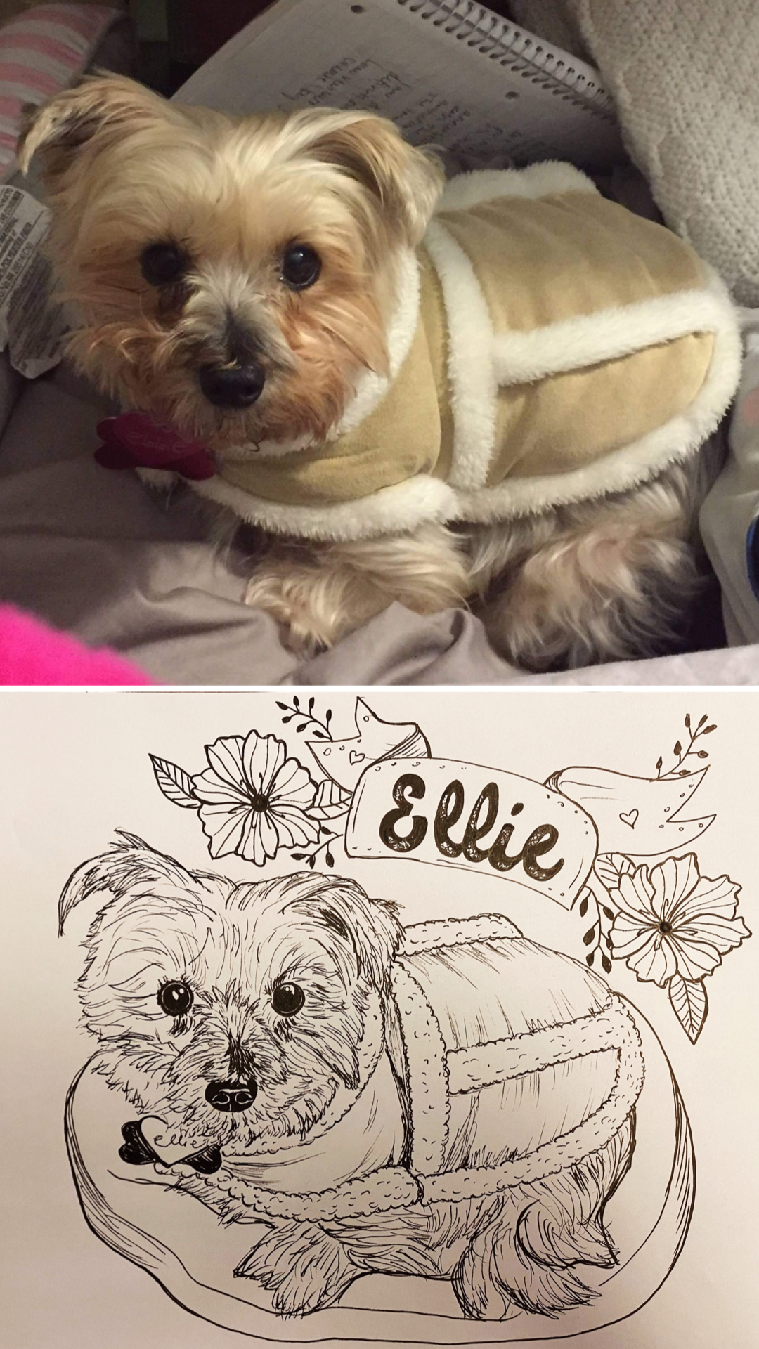 A small dog wearing a beige and white coat, and a black and white hand-drawn illustration of the same dog with the name "Ellie" written above it.